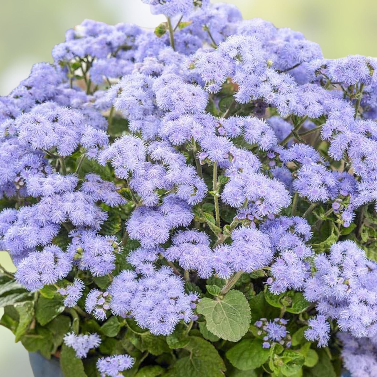 Ageratum Flower Seeds 500 Pack Blue Variety for Planting Ageratum houstonianum