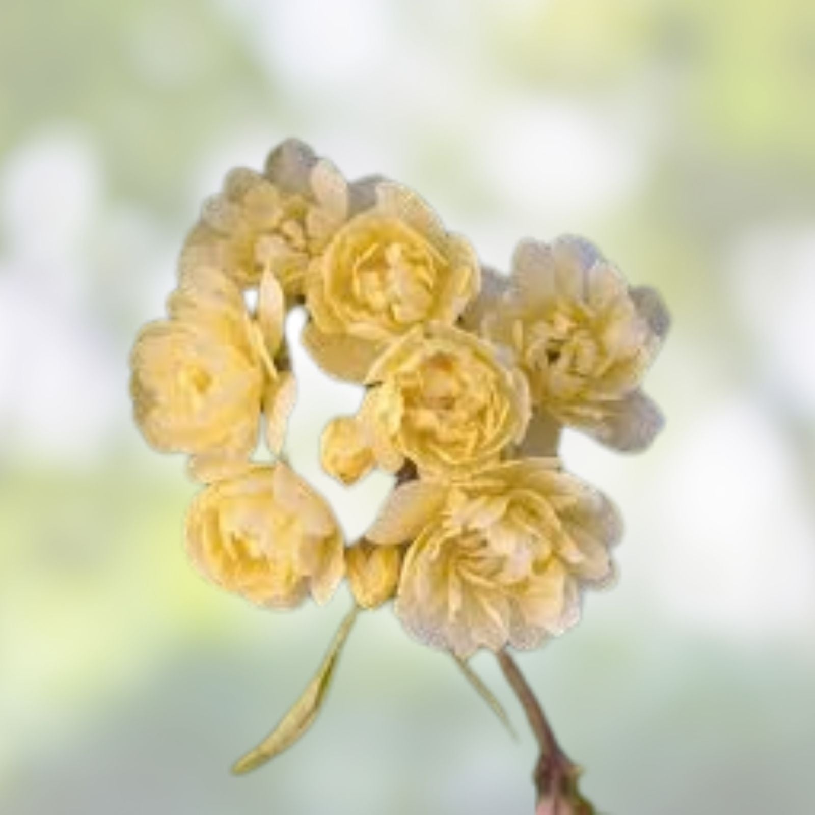 Thornless Yellow Lady Banks Rose Cuttings 5 Pack - Rosa banksiae 'Lutea' - Climbing Rose Plant Propagation