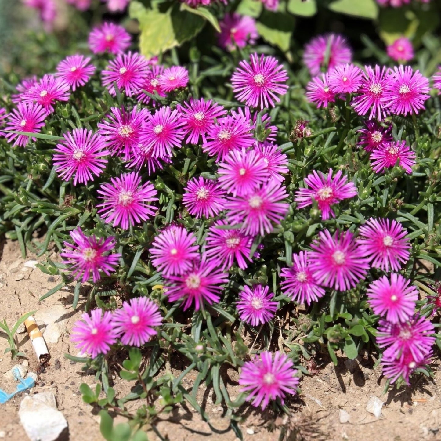 Magenta Ice Plant Cuttings - 5 Unrooted Delosperma cooperi Ground Cover Plants for Drought Tolerance and Low Maintenance