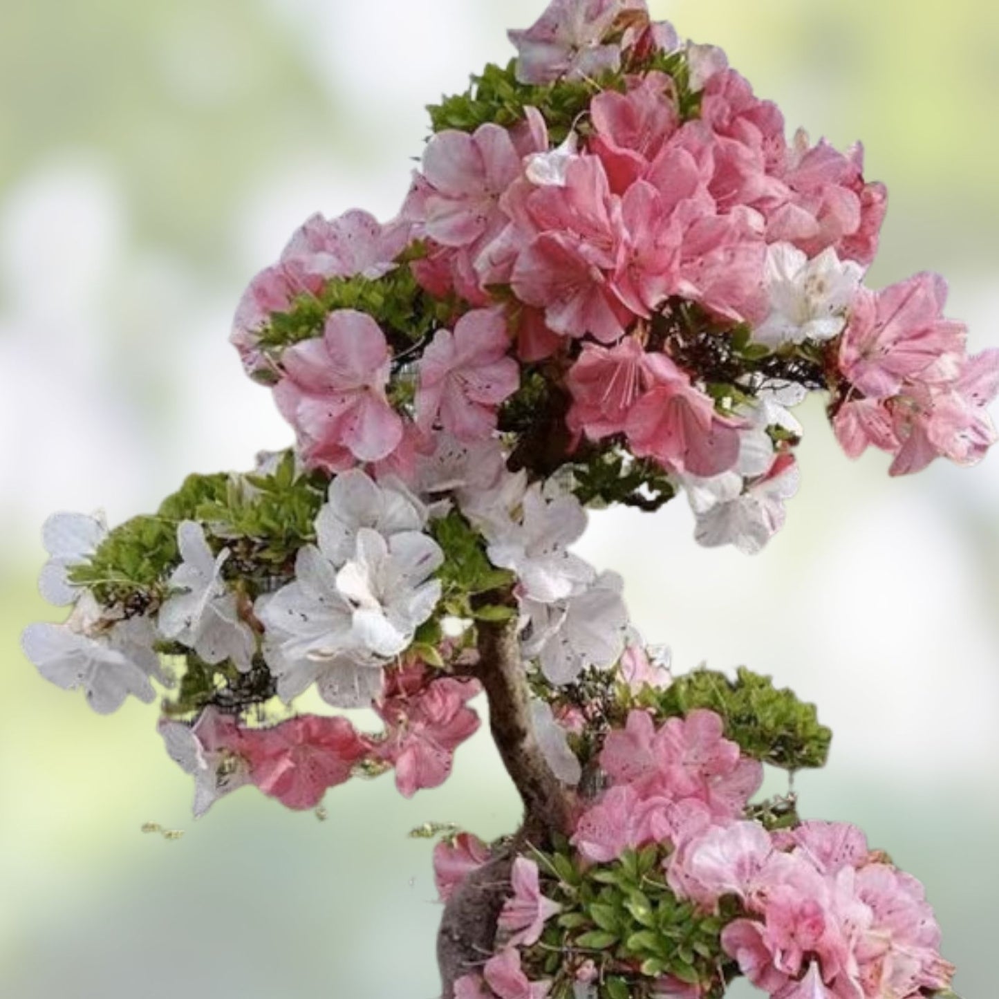 Azalea Rhododendron Plant - Pink & Yellow Flowering - Rooted Garden Rainbow Shrub - May Be Dormant