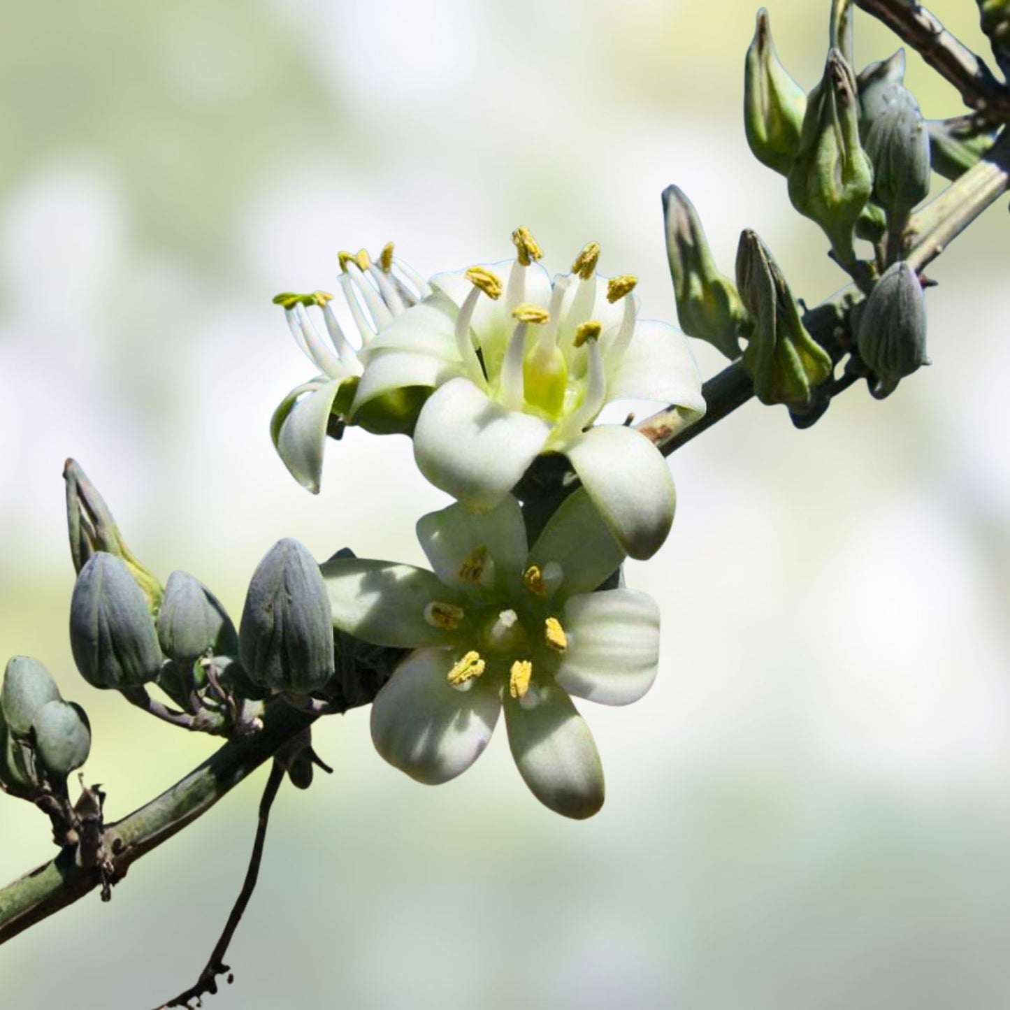 Giant Hesperaloe Funifera Seeds 2025 Count - Drought-Tolerant False Yucca with White/Yellow Flowers - Perennial Plant