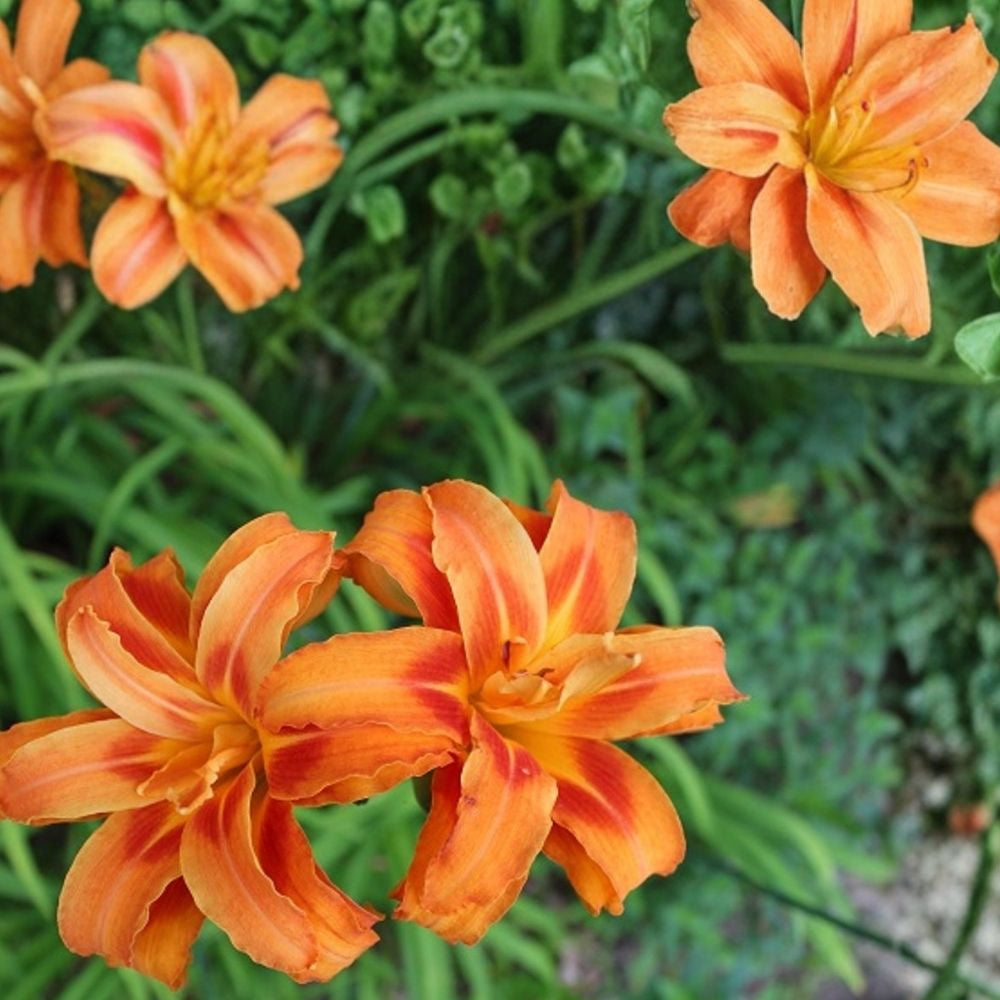 Orange Daylily Plants 5 Roots Hemerocallis fulva Hardy Drought-Tolerant Pollinator-Friendly Mid-Summer Blooms