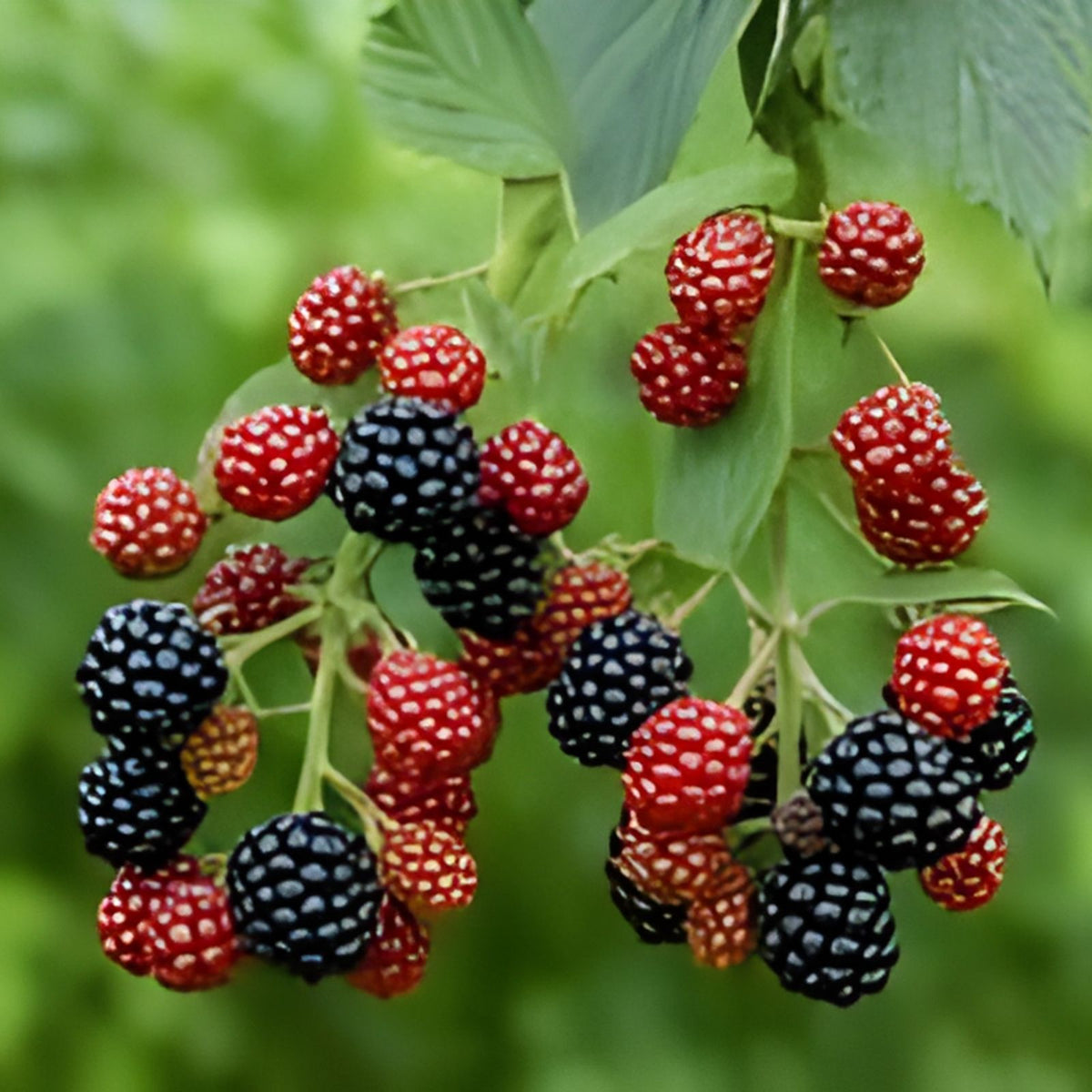 Southern Blackberry Plants 2-3ft Live Strong Roots Rubus fruticosus, Fast Growing Blackberry Bush, Thornless Varieties