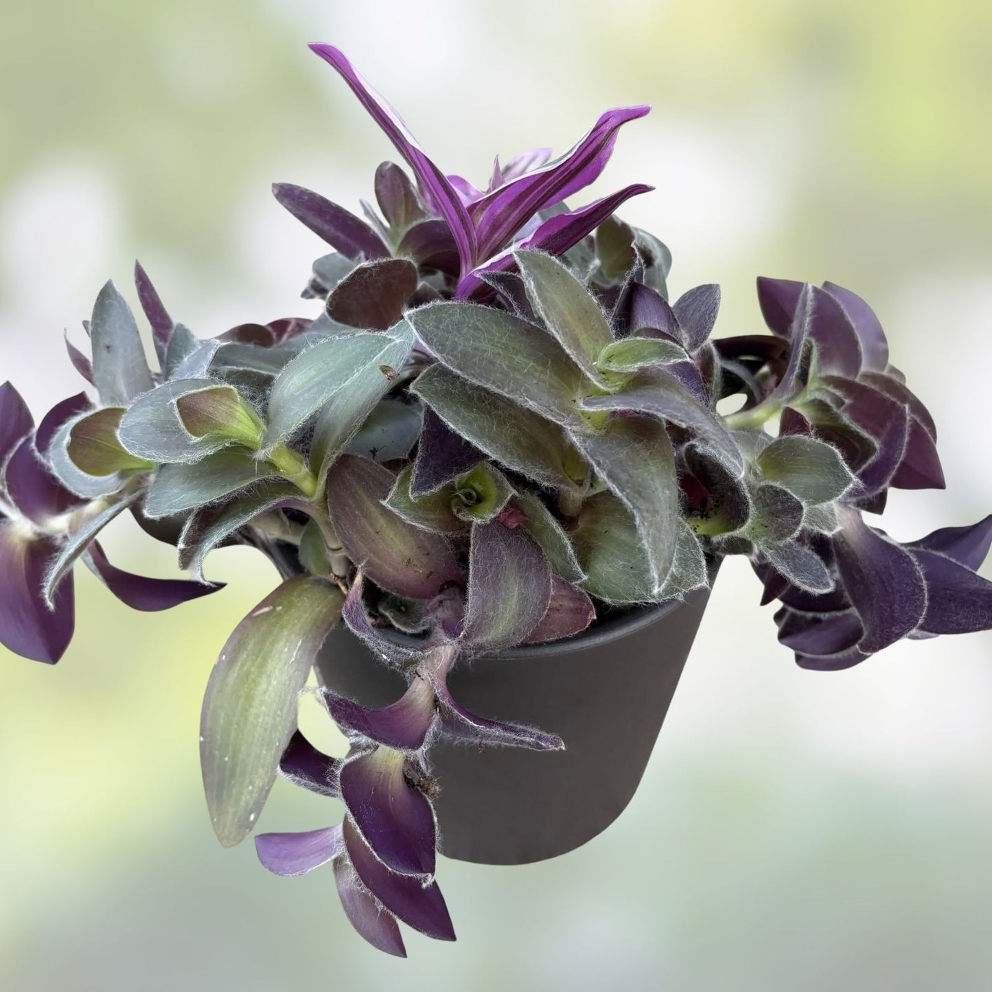 Wandering Jew Cutting - Tradescantia/Callisia - Easy Care Indoor Houseplant Propagation - Live Plant Cutting