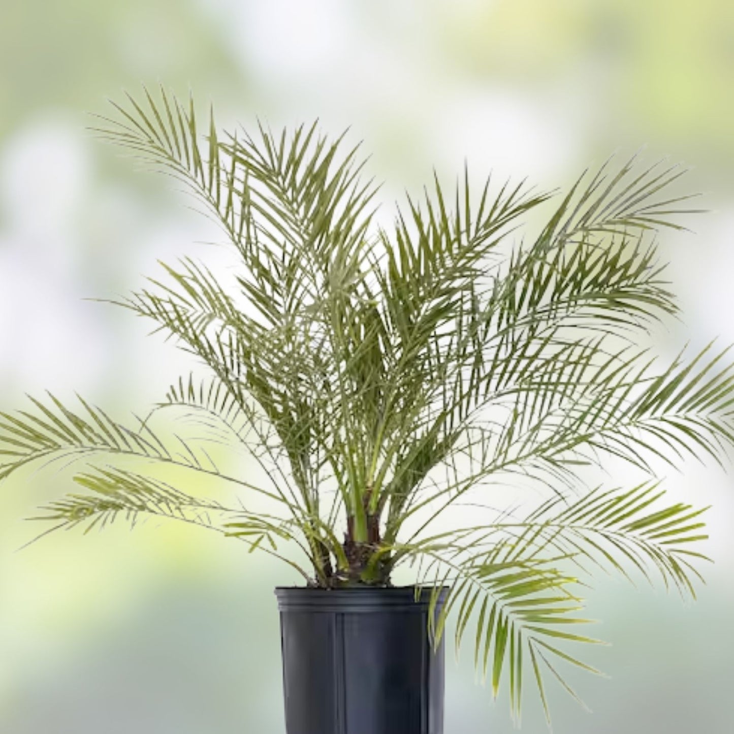 7-Inch Potted Medjool Date Palm Tree, Phoenix Dactylifera, 5+ Years Old, Live Indoor/Outdoor Plant