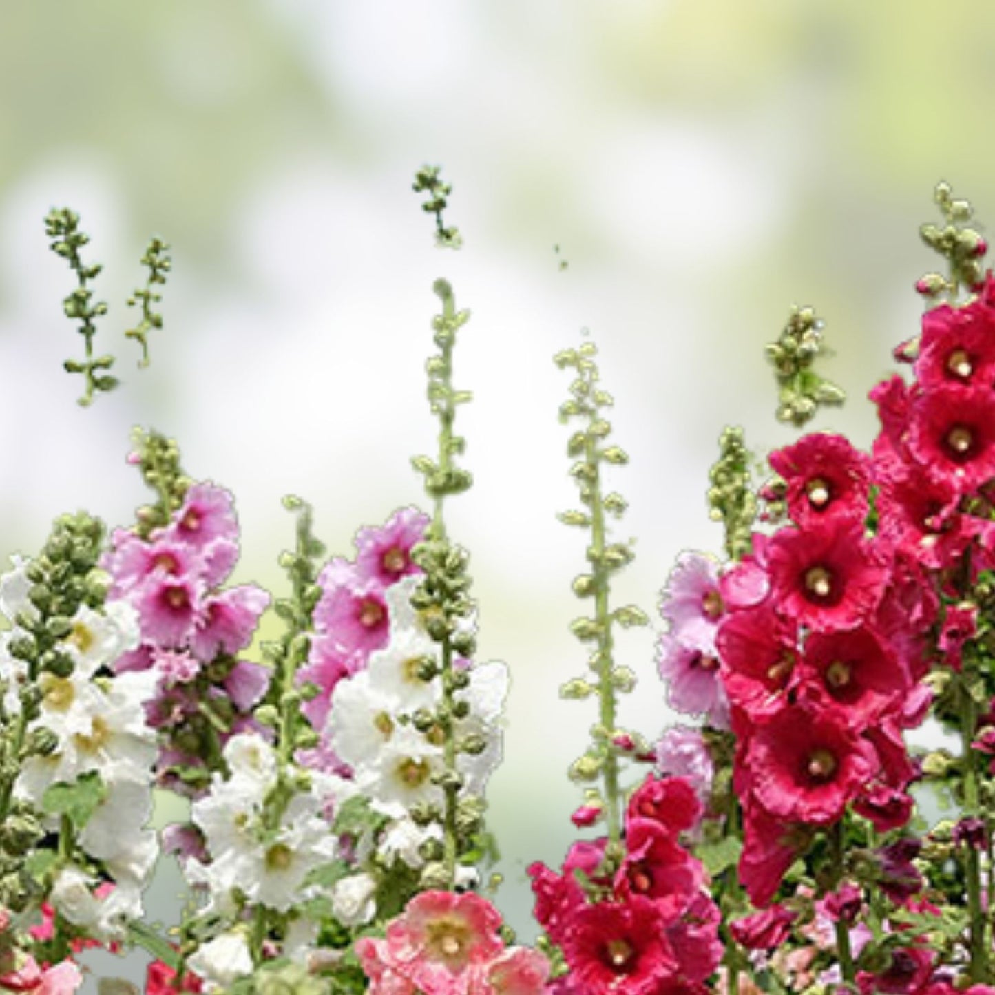 Hollyhock Plants Set of 2 – Powderpuffs Mix – Alcea rosea – Pastel Flowers – Bare Root Perennials for Zones 3-9