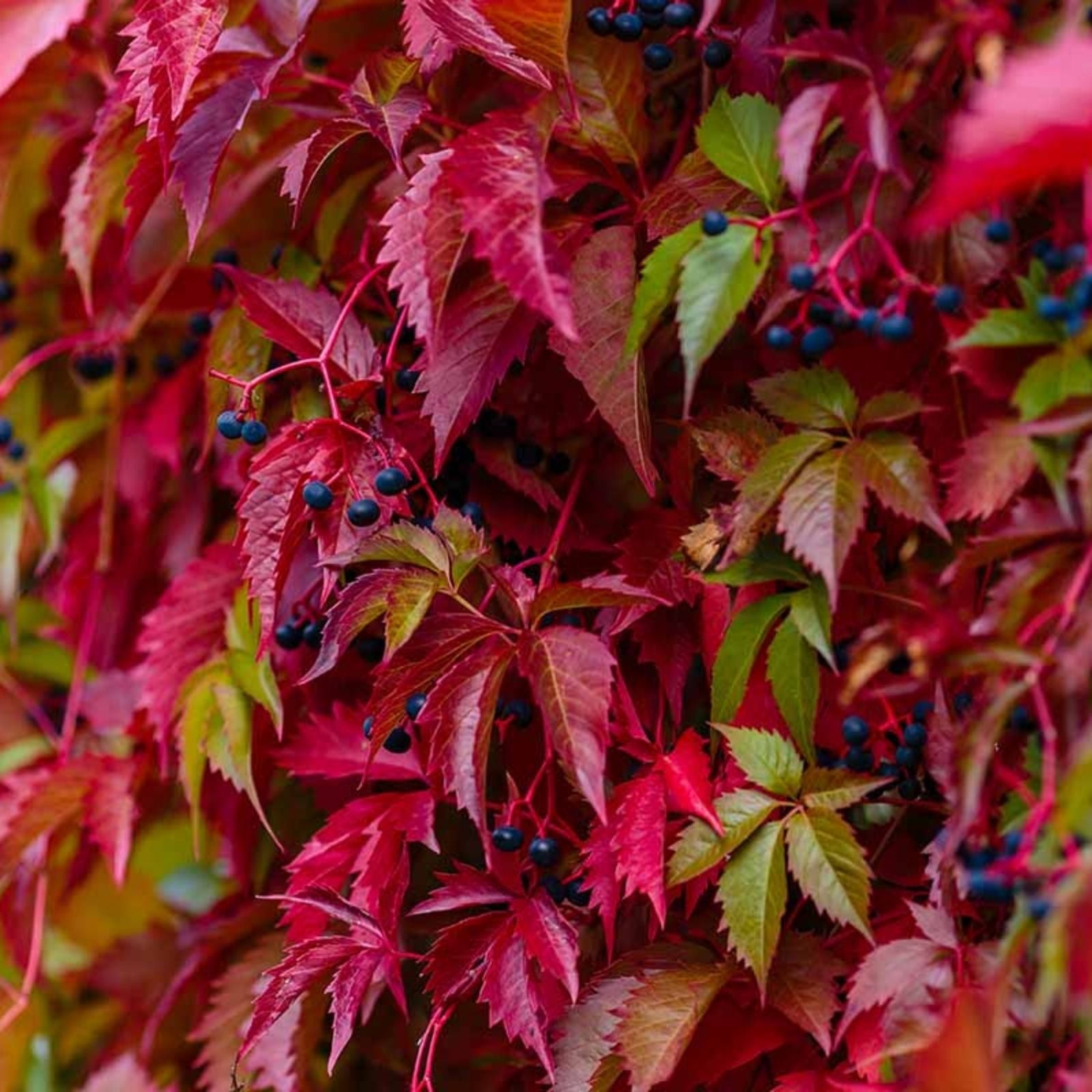 Virginia Creeper Seeds - 50+ Parthenocissus quinquefolia Hardy Climbing Vine for Garden Landscaping