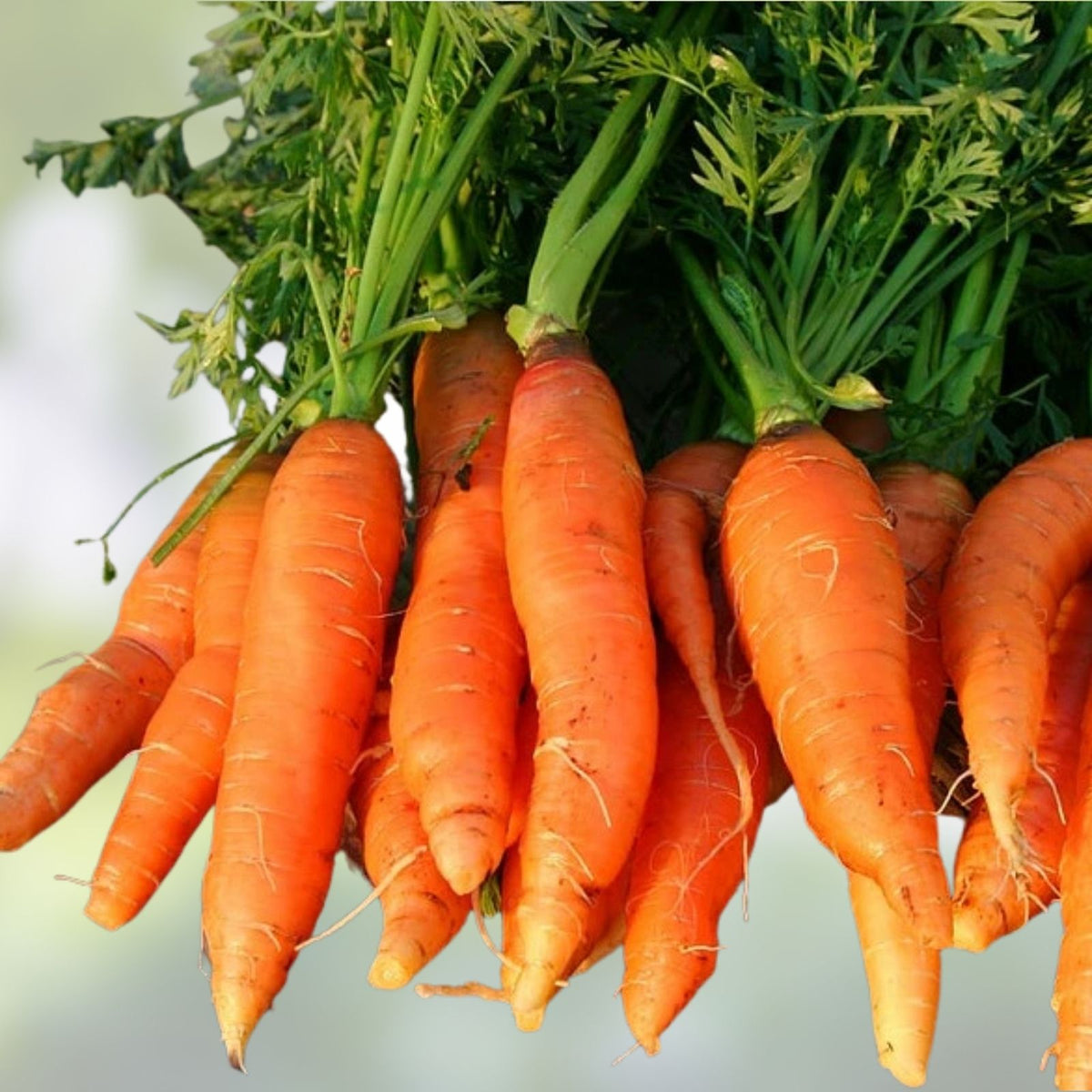Heirloom Carrot Seeds 500+ Danvers Half Long Tasty Salad Variety Daucus carota Organic Non-GMO