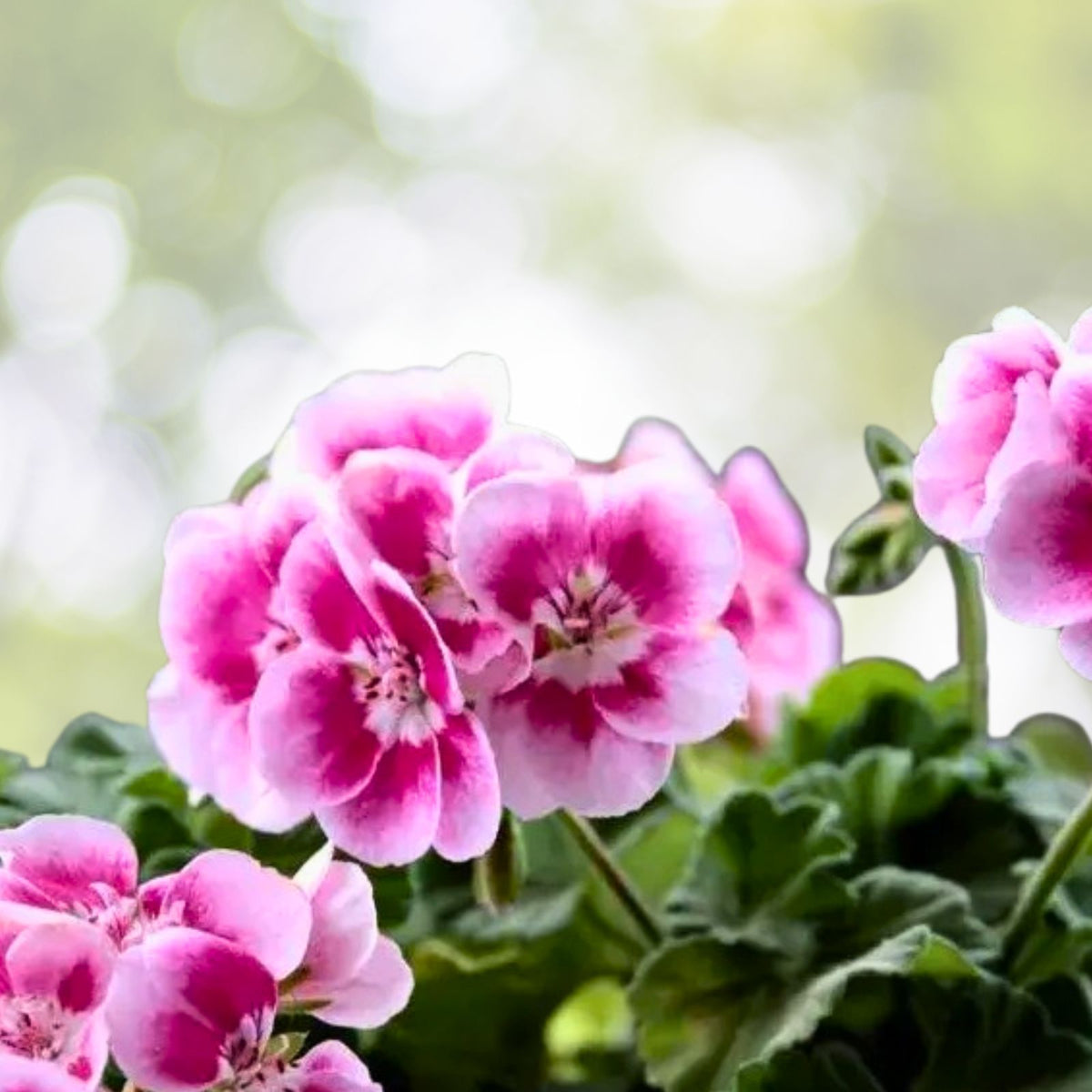 Geranium Perennials Collection - 3 Varieties - 8-Inch Plants in 3" Pots - Pelargonium