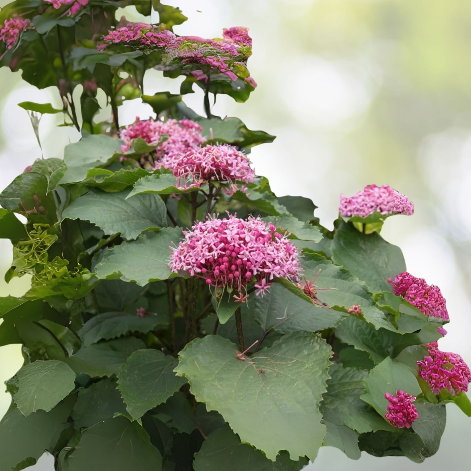 Pink Clerodendrum Cuttings with Roots - 3 Count - Clerodendrum thomsoniae