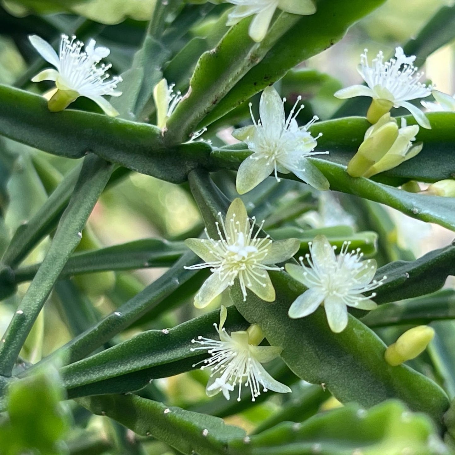 Rhipsalis dissimilis Cuttings - 4 Inches - Orchid Cactus with White Flowers - Unique Indoor Plant