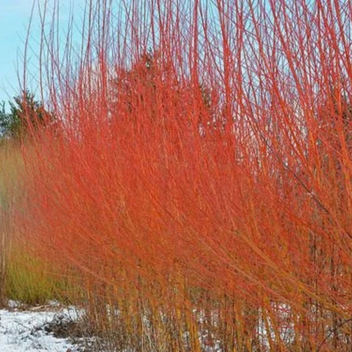 Flame Willow Tree - Ornamental Shrub with Orange and Red Bark - Salix integra - Unique Decorative Plant