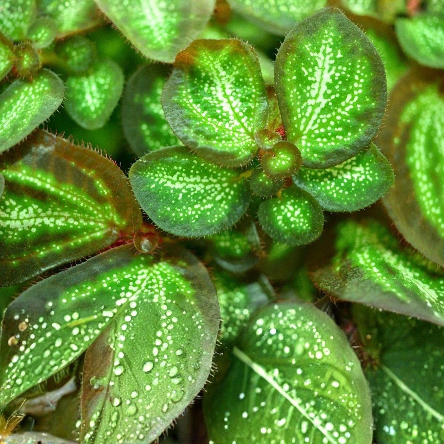 Rare Sonerila White Galaxy Terrarium Plant - Melastome Indoor Plant for Collectors, Unique Houseplant, Live Plant