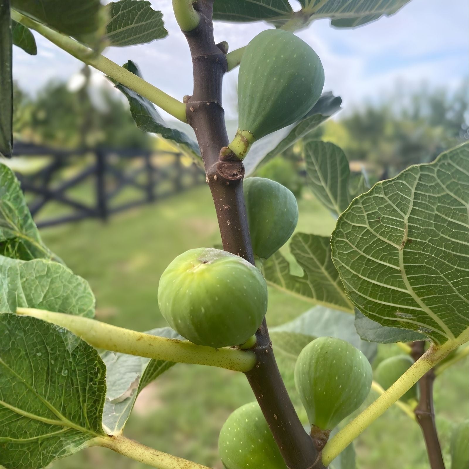 Green Ischia Fig Cuttings 2 Pack with Willow Water for Rooting Ficus carica Plant Propagation