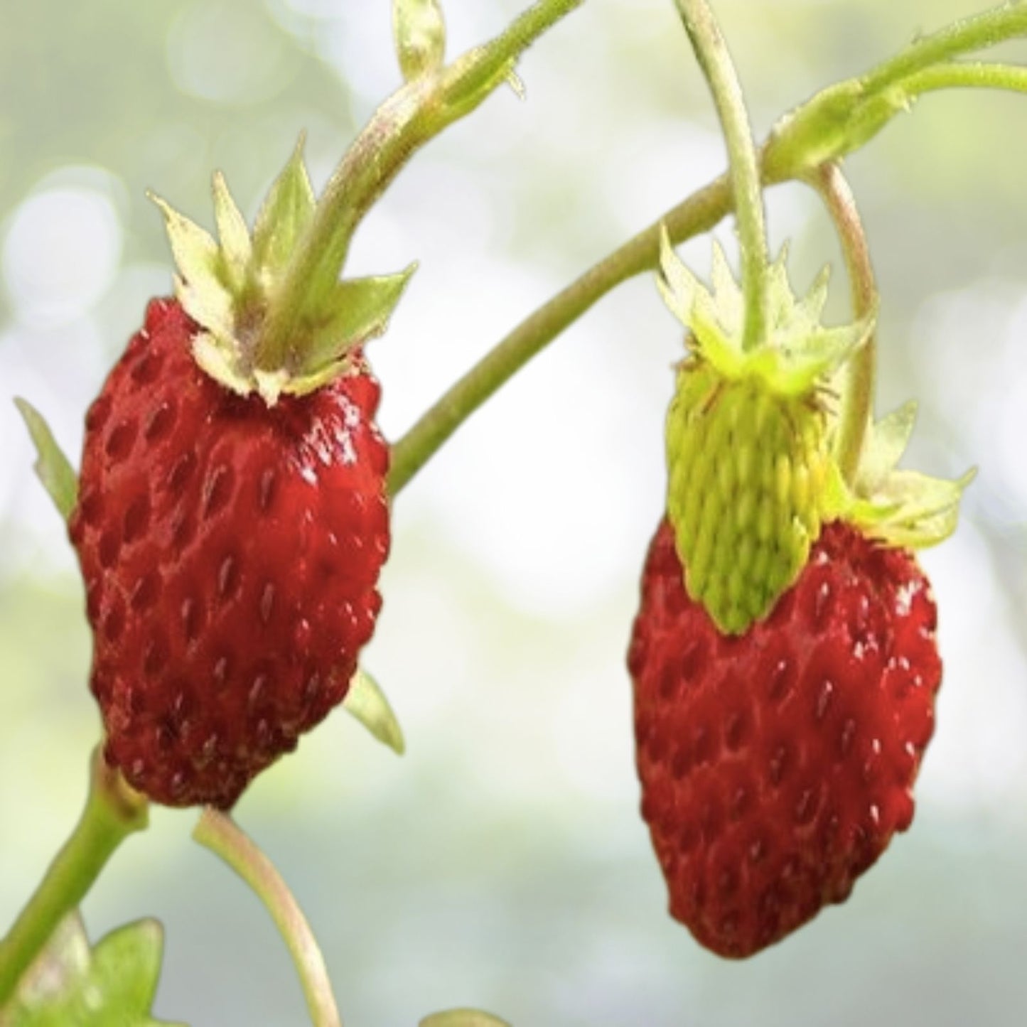 Alpine Strawberry Seeds - Fast Growing - Fragaria Vesca - 100+ Seeds - Ideal for Home Gardens - Free Shipping