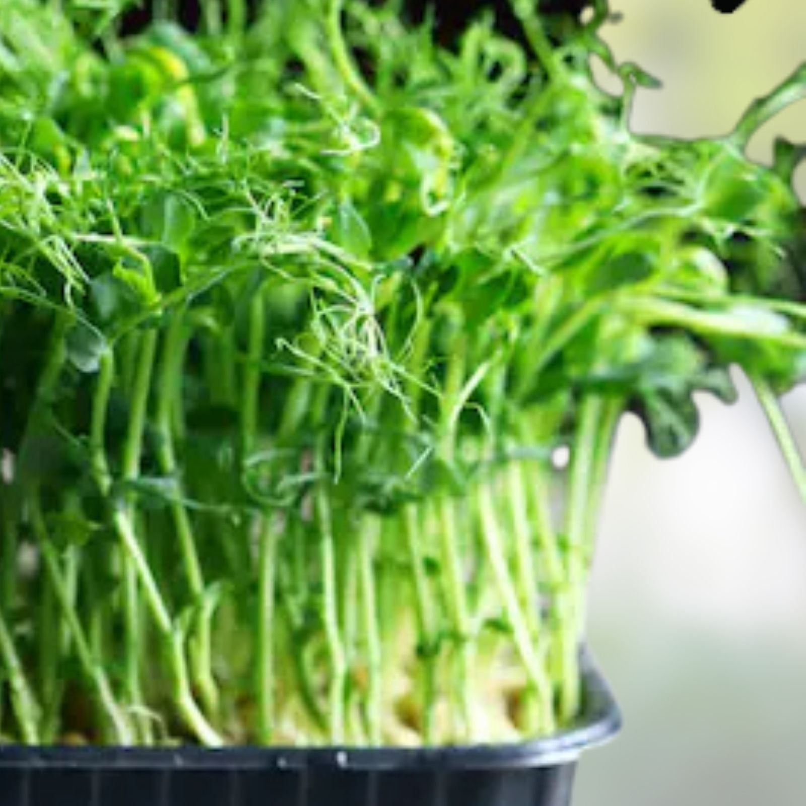 Dundale Pea Sprouting Seeds 4 oz - Non-GMO Organic Microgreens Grow Kit - Pisum sativum