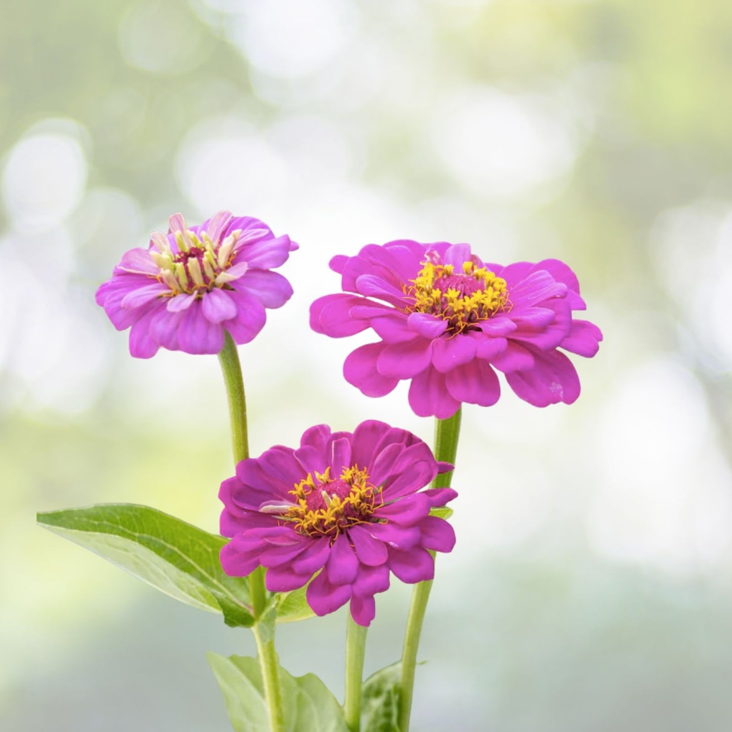 Zinnia Seeds - Purple Prince Heirloom - 20+ Seeds - Zinnia elegans - Free US Shipping - US Seller