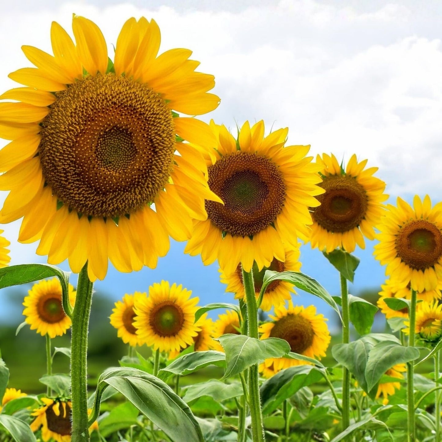 Sunflower Seeds 20+ Lemon Queen Variety Large Colorful Blooms Helianthus annuus Gardening Seeds
