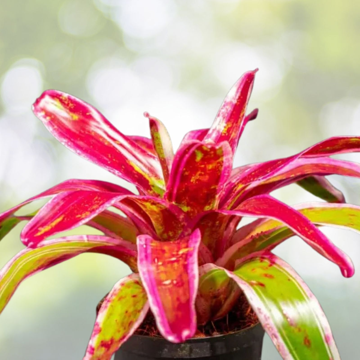 Neoregelia Elwood Bromeliad 6" Pot - Compact Dark Burgundy - Ideal Groundcover Plant - Neoregelia (P.)