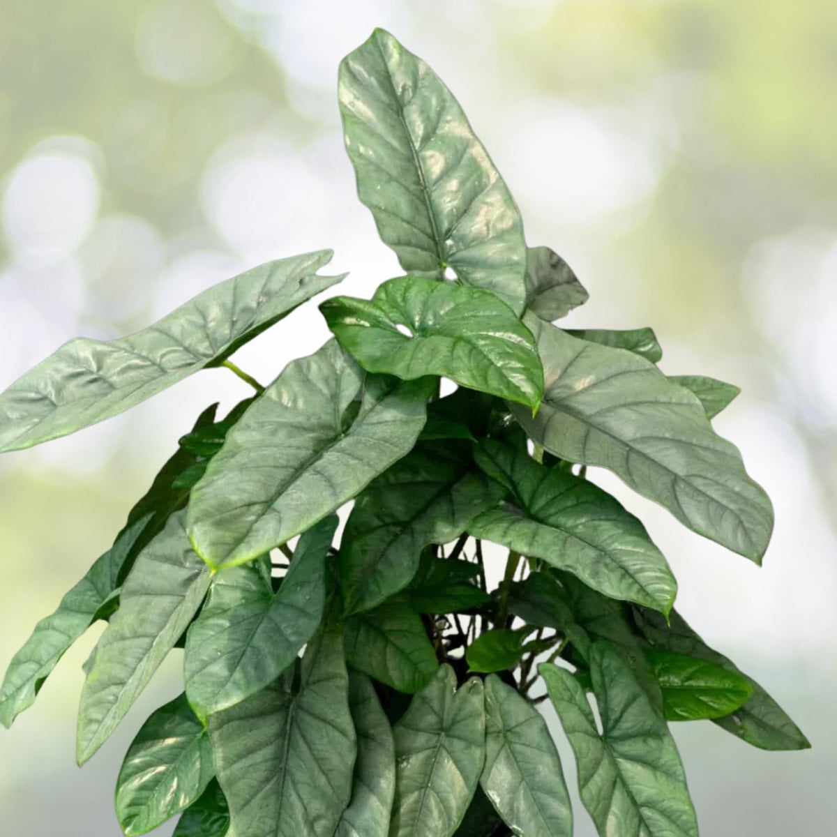 Alocasia heterophylla 'Corazon' 6" Pot - Rare Silver-Green Tropical Plant with Metallic Leaves for Indoor Gardens