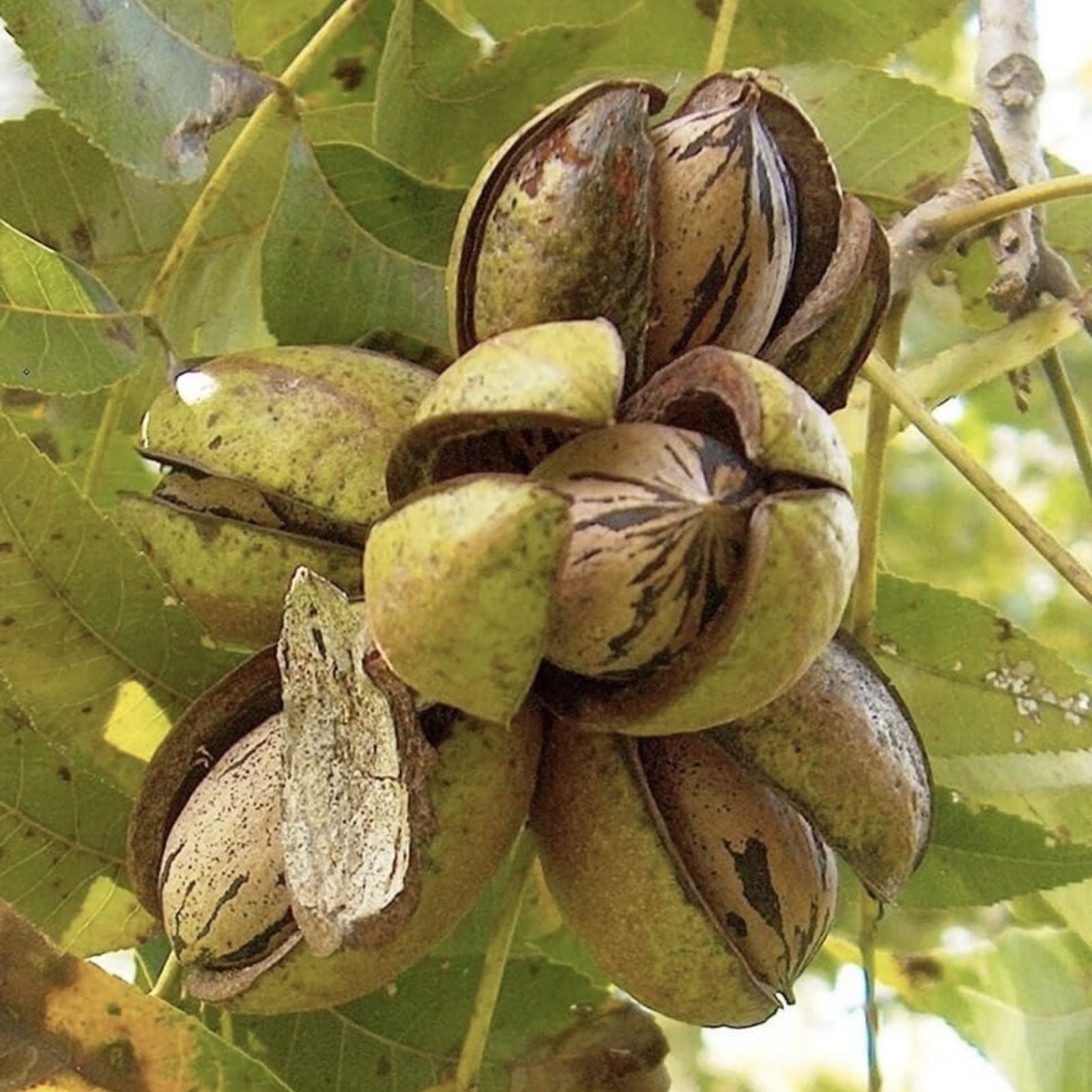 Northern Pecan Tree Live Plant 1 ft – Hardy Nut Tree for Garden or Orchard – Carya illinoinensis