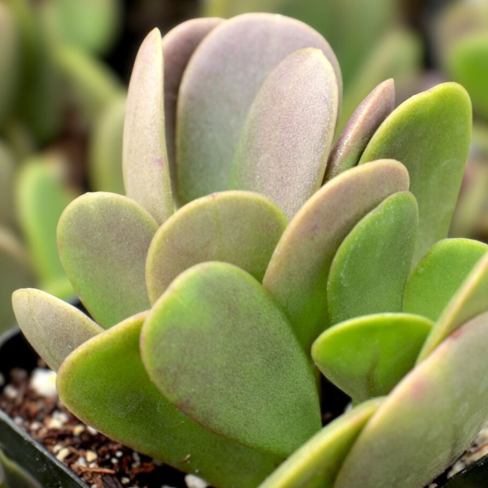 Trailing Weeping Creeping Jade Succulents 6" Cuttings, Senecio Jacobsenii, 3-Pack, Indoor Plant, Easy Care, Drought Tolerant