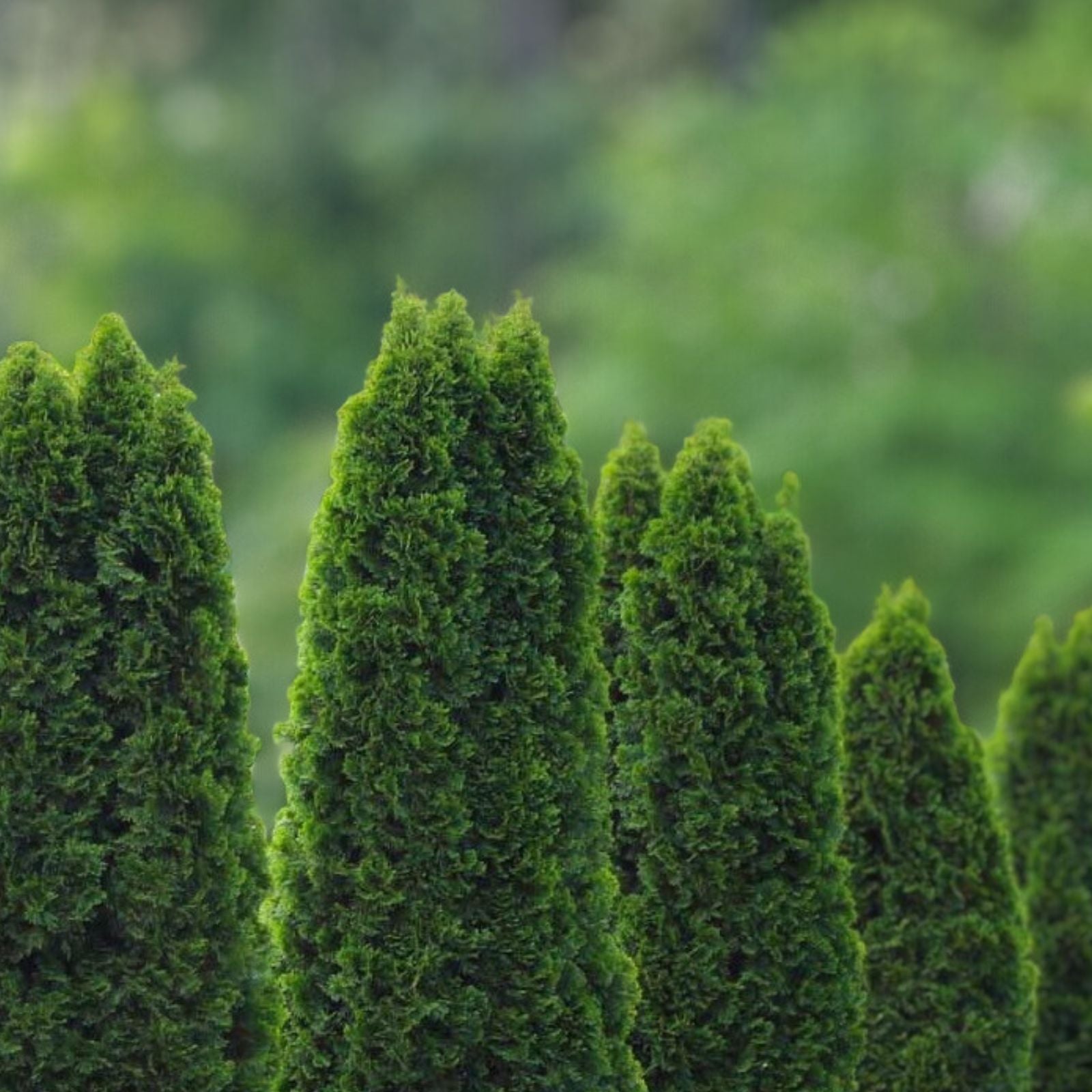 Emerald Green Arborvitae Trees - 10 Starter Plants, Thuja occidentalis 'Emerald Green', Cold Hardy Privacy Shrubs