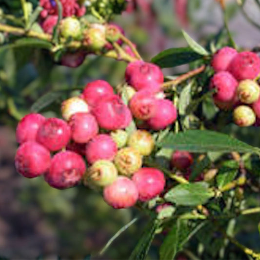 Florida Blueberry Starter Plants - 5-Pack - Rabbiteye Hybrid - Edible Fruit - Vaccinium spp. - Pink to Red Berries