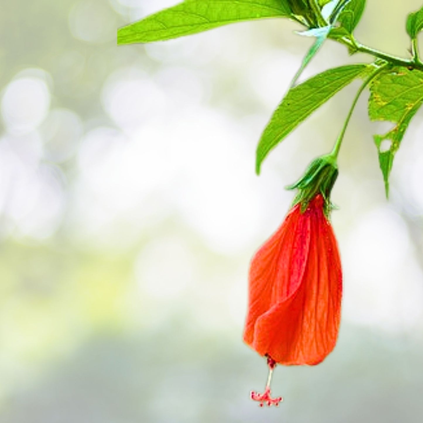Red Turk's Cap Cuttings 7-Pack | Malvaviscus penduliflorus | Fragrant Red Flowers | Easy to Grow Sleeping Hibiscus