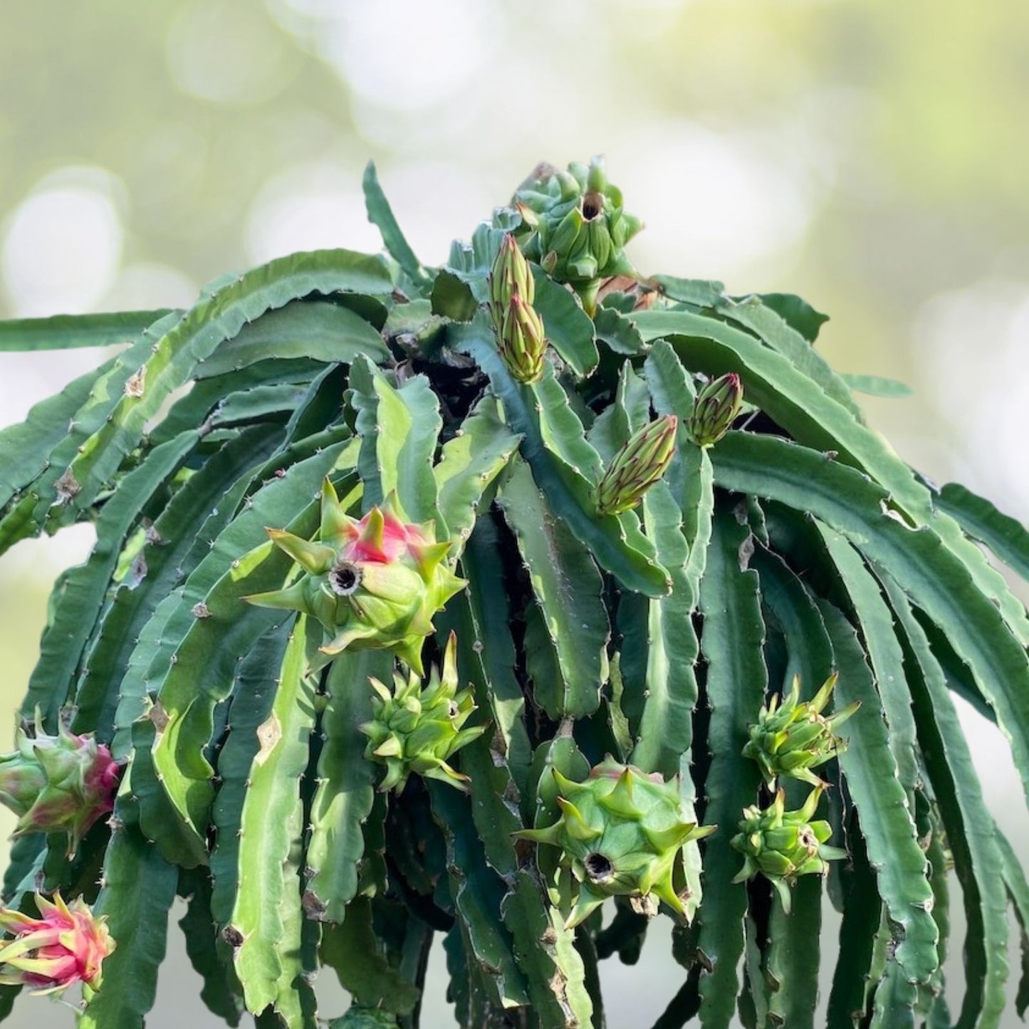 Dragon Fruit Cuttings - 10-12 Inches - Multiple Varieties - Hylocereus spp. - Fresh Live Plant Cuttings