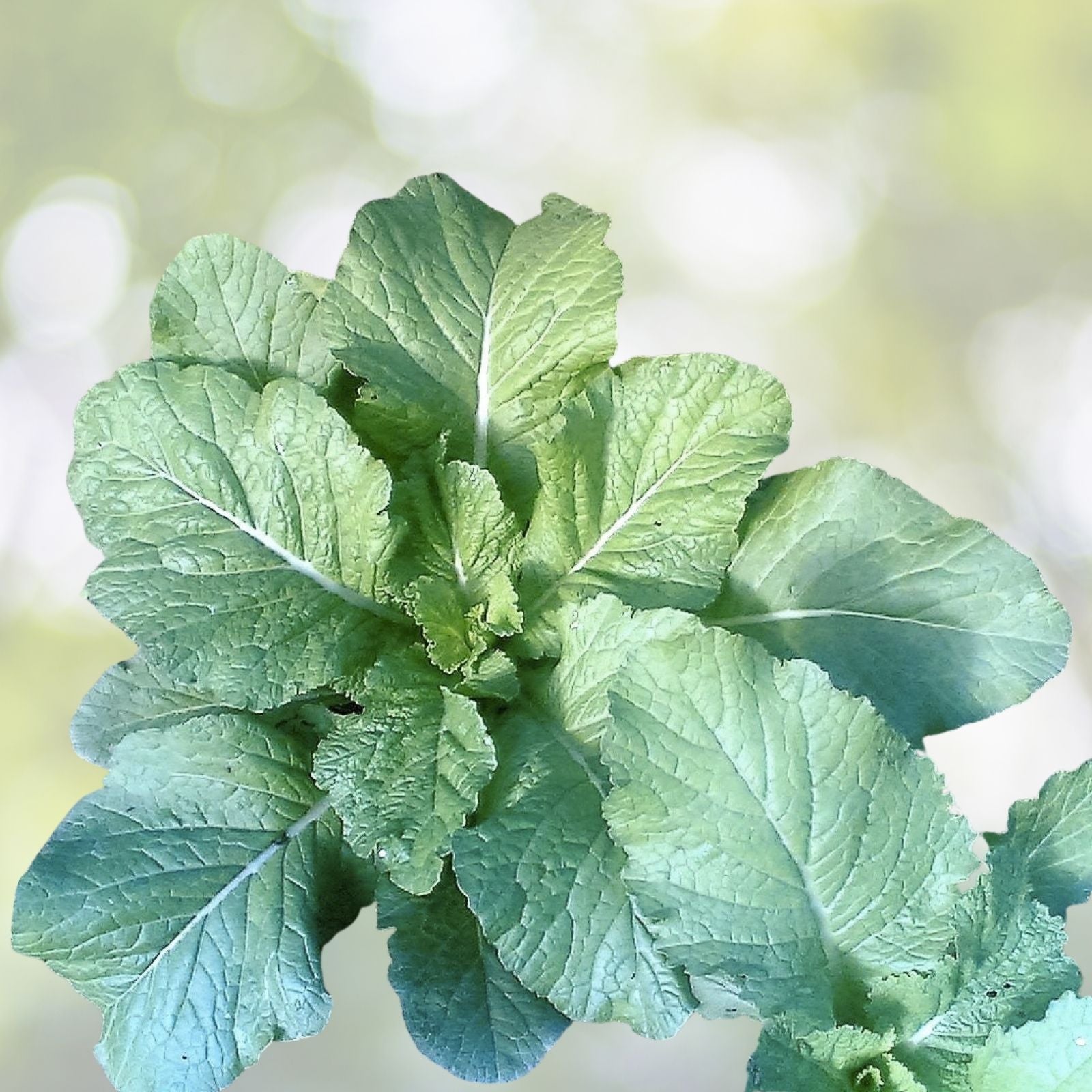 Mustard Green Seeds 500+ Heirloom Non-GMO Florida Broad Leaf Brassica juncea