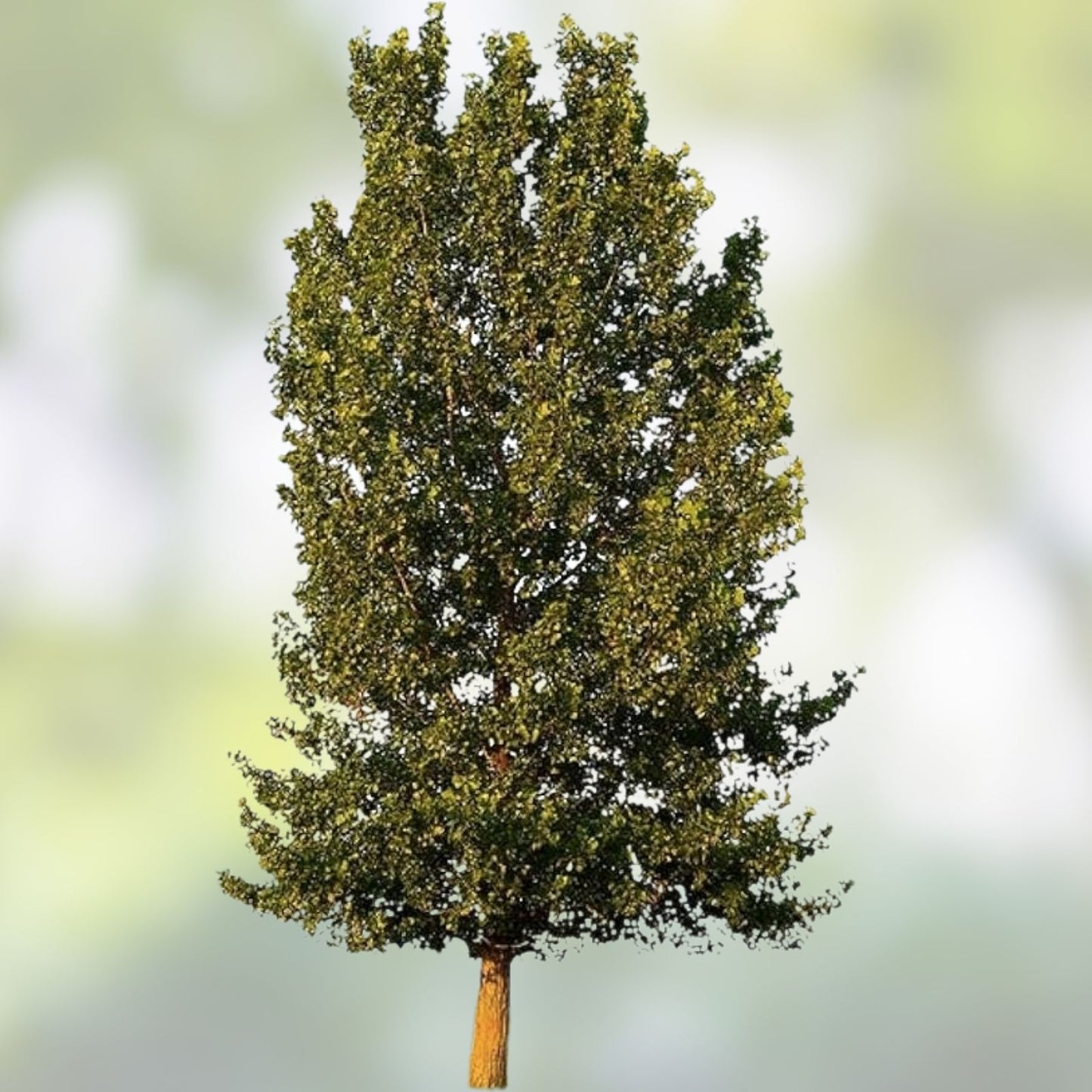 Hybrid Poplar Tree Cuttings, Fast Growing Shade Trees for Privacy, Populus deltoides x nigra, Planting Material