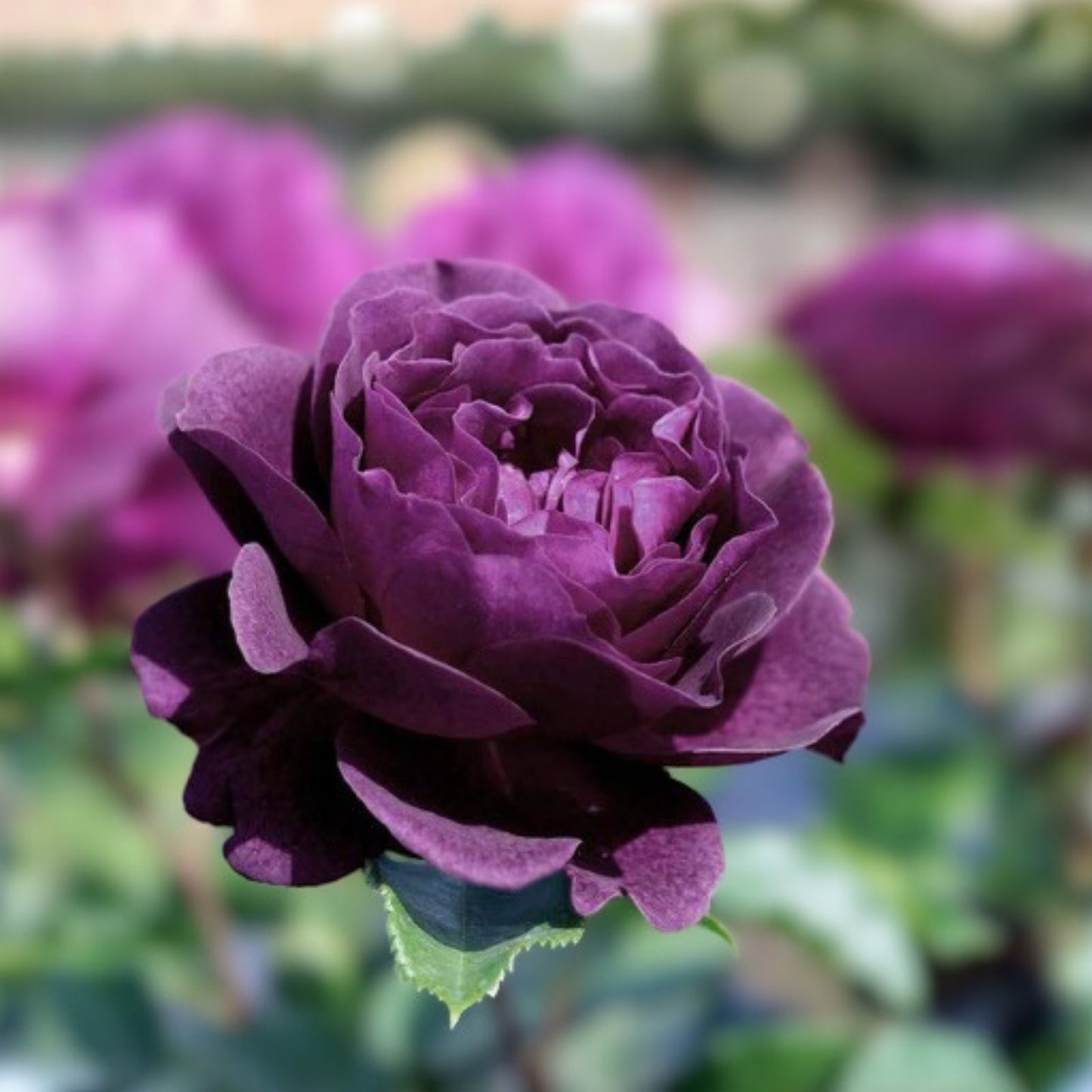 Purple Lavender Rose Bush Live Plant, Rosa hybrida 'Paradise', Fragrant Flowering Shrub with Red Edges, 1-2' Size
