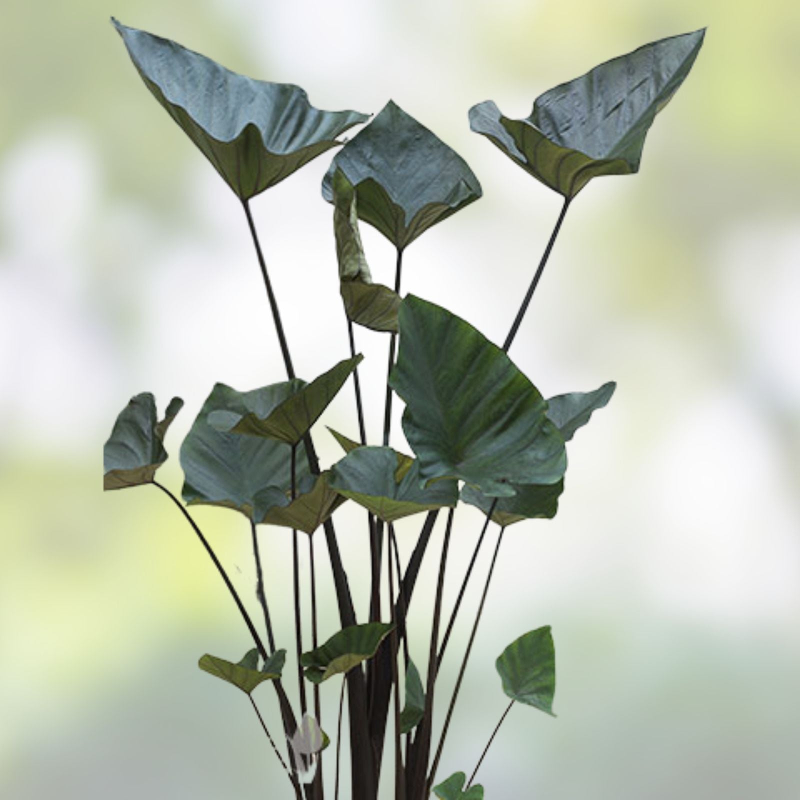 Tea Cup Elephant Ear Bulb - Colocasia Esculenta Tropical Plant for Garden Indoor Decor Live Plant or Cutting