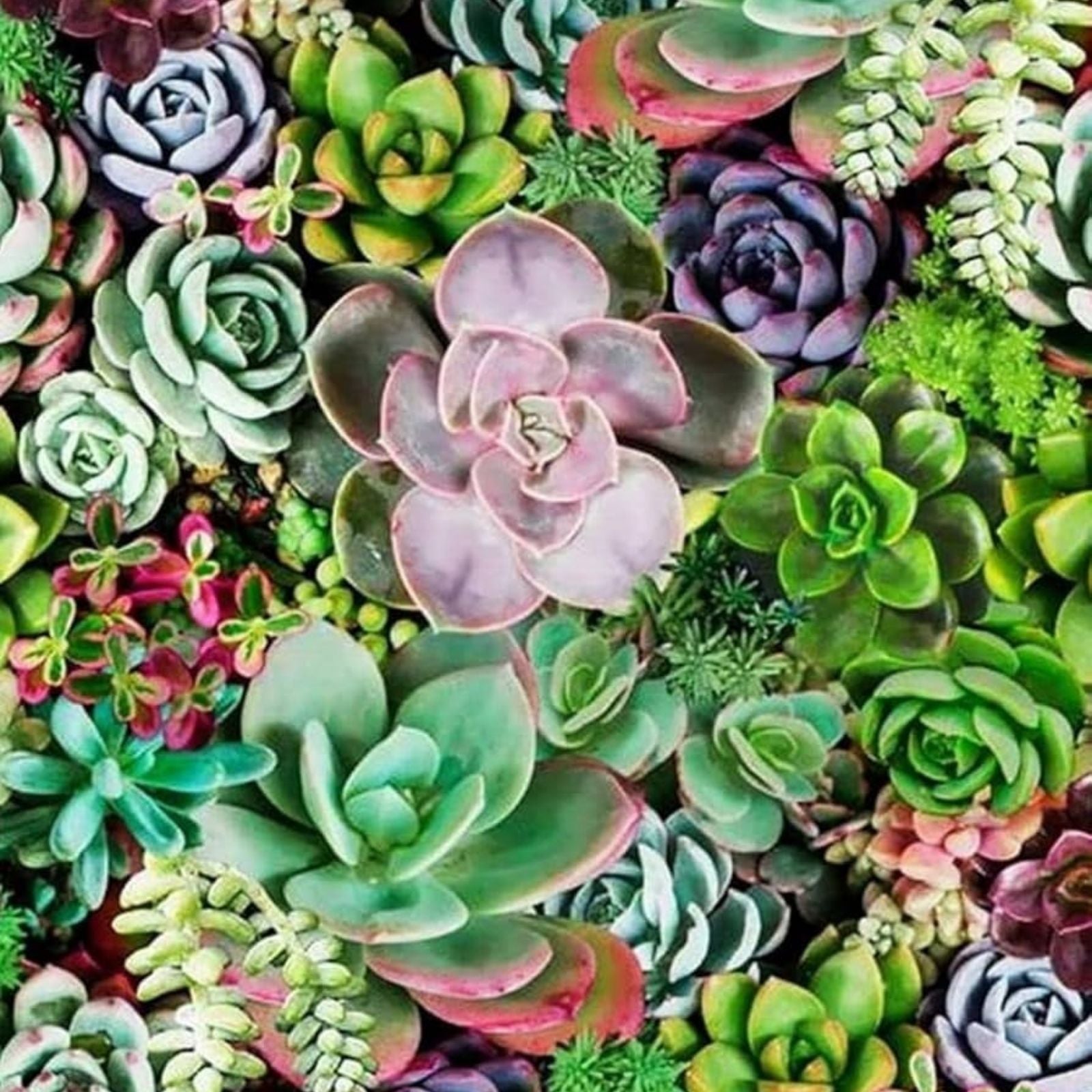 Live Succulent Cuttings Set - 12 Assorted Cactus Plants for DIY Terrariums and Garden Arrangements