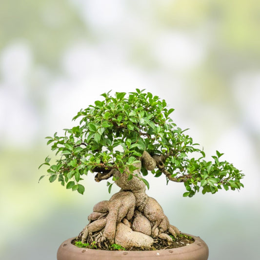 Ficus Bonsai Tree Seeds – 25+ Ficus retusa Indoor Plant Seeds – Live Bonsai Starter Kit – Made in USA