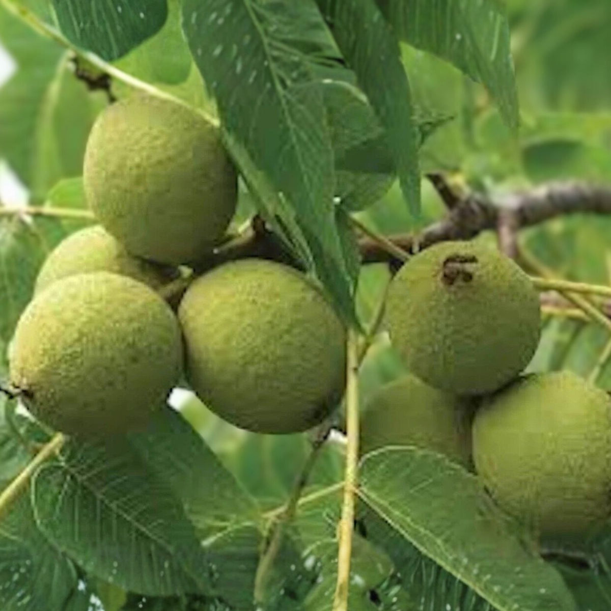 Black Walnut Tree Live Plant 12-24in Juglans nigra Bare Root - 3 Pack, Deciduous, Fast-Growing, High-Quality Wood
