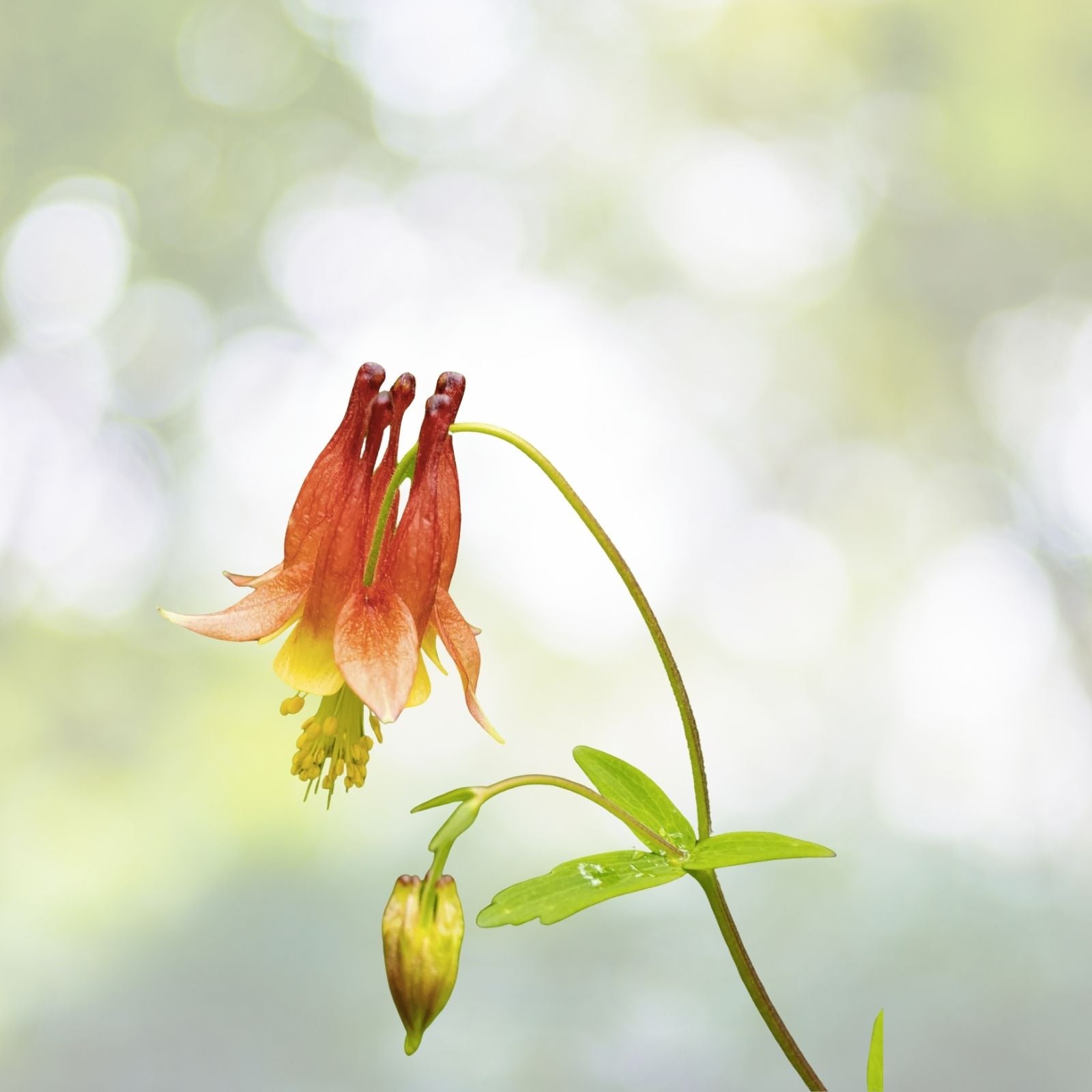Eastern Red Columbine Seeds - Aquilegia Canadensis - 50+ Seeds, Native Wildflower, Free Shipping