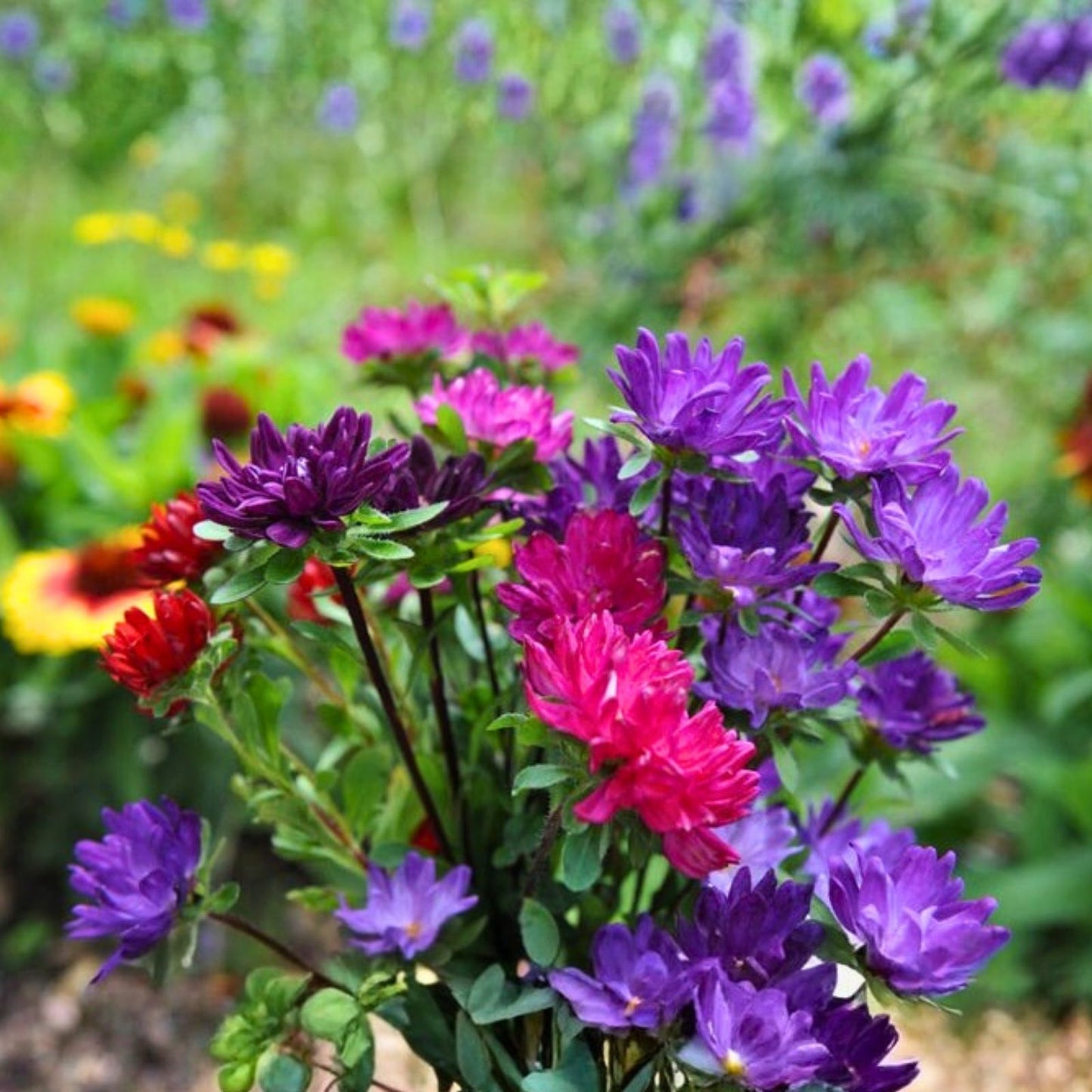 Statice Seeds 85 Count Serenade Mix Non-GMO Flower Seeds for Garden Limonium sinuatum