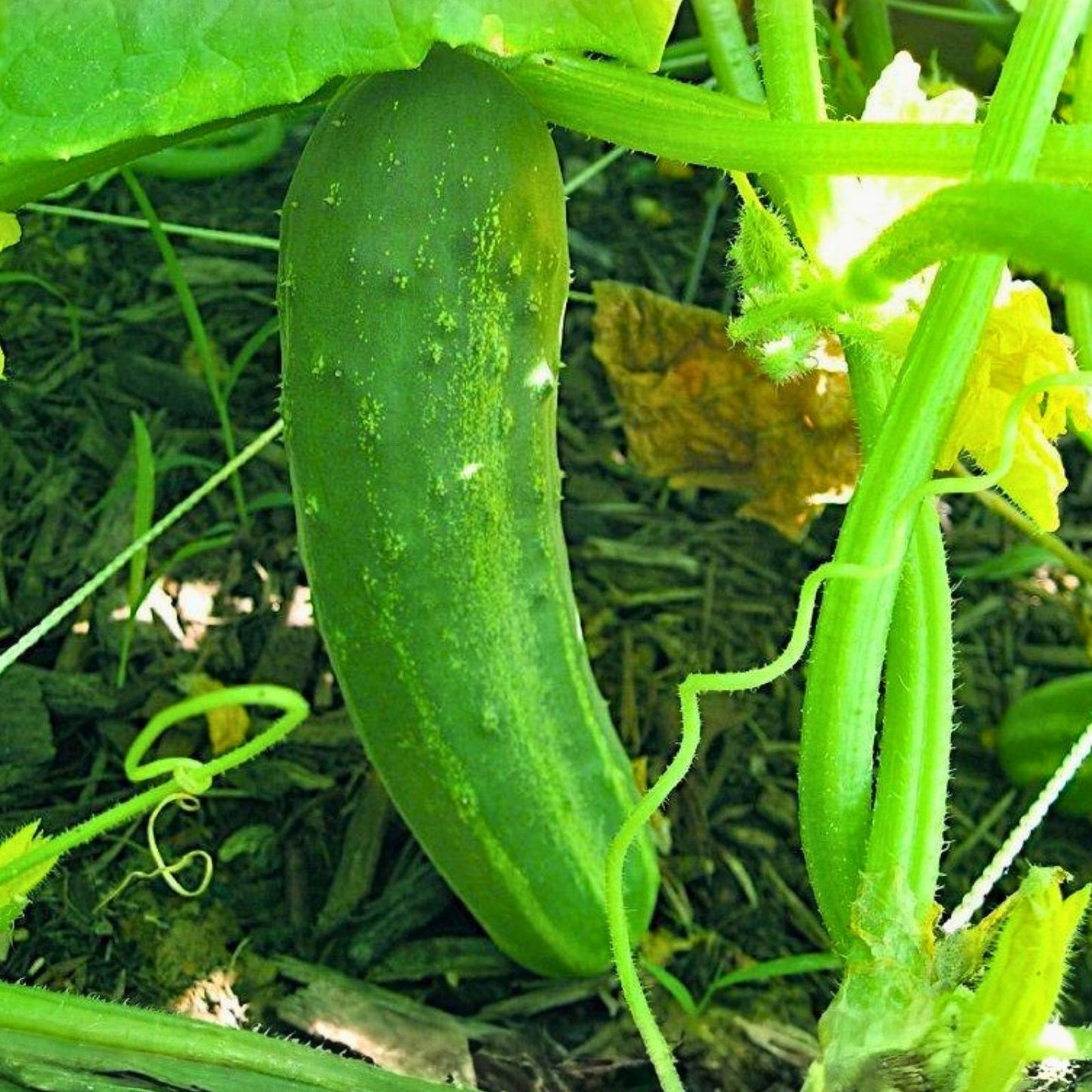 Heirloom Cucumber Seeds 500 Non-GMO Straight Eight Organic Gardening Supply Cucumis sativus