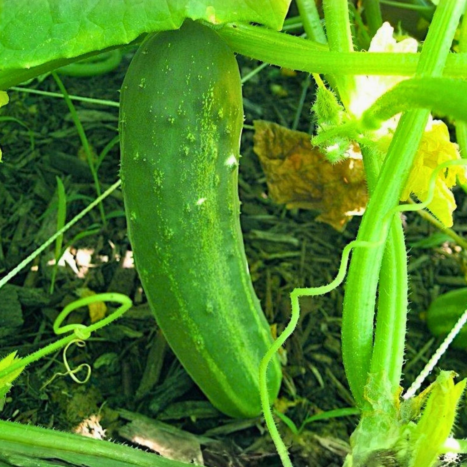 Heirloom Cucumber Seeds 500 Non-GMO Straight Eight Organic Gardening Supply Cucumis sativus
