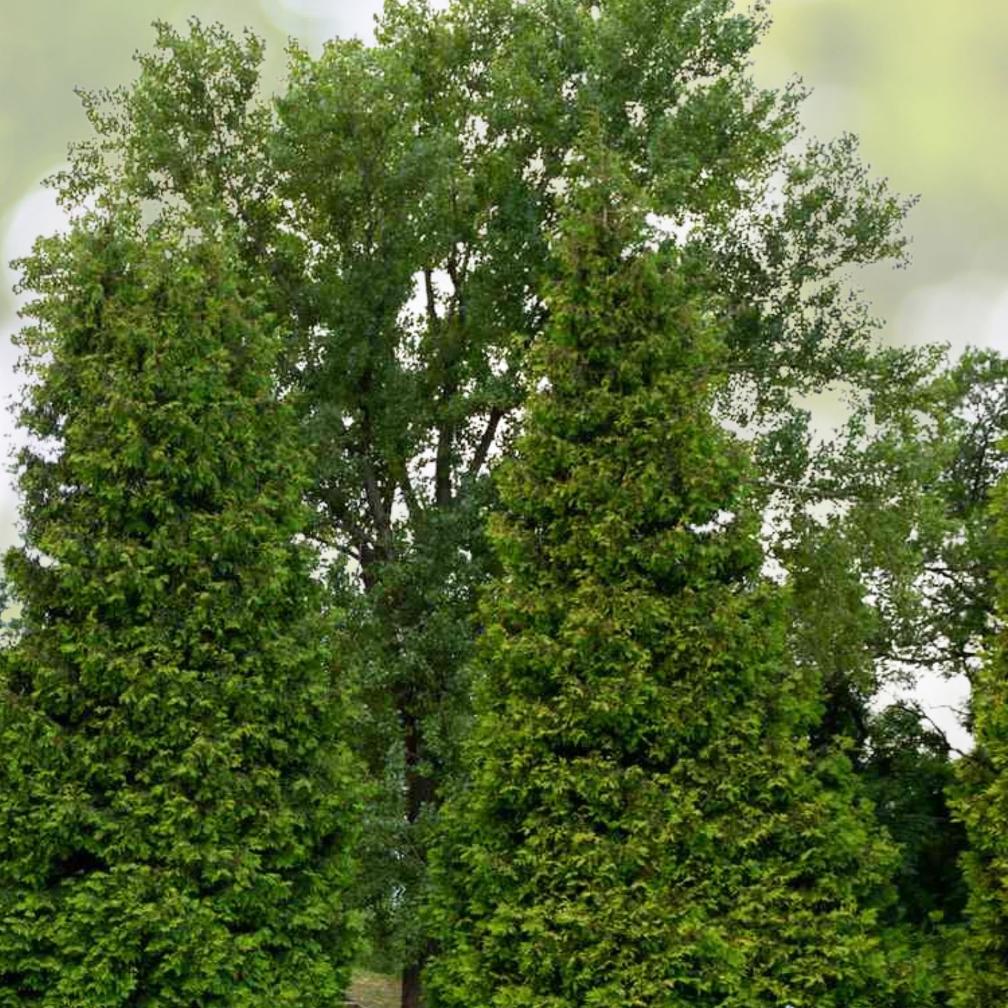 5 Green Giant Arborvitae Trees - Fast Growing Evergreen Privacy Shrub - Thuja Plicata - Bare Root Plant