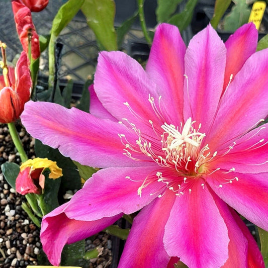 Epiphyllum 'Foxy Lady' Unrooted Cutting - Rare Orchid Cactus - Tropical Houseplant - Unique Succulent Variety