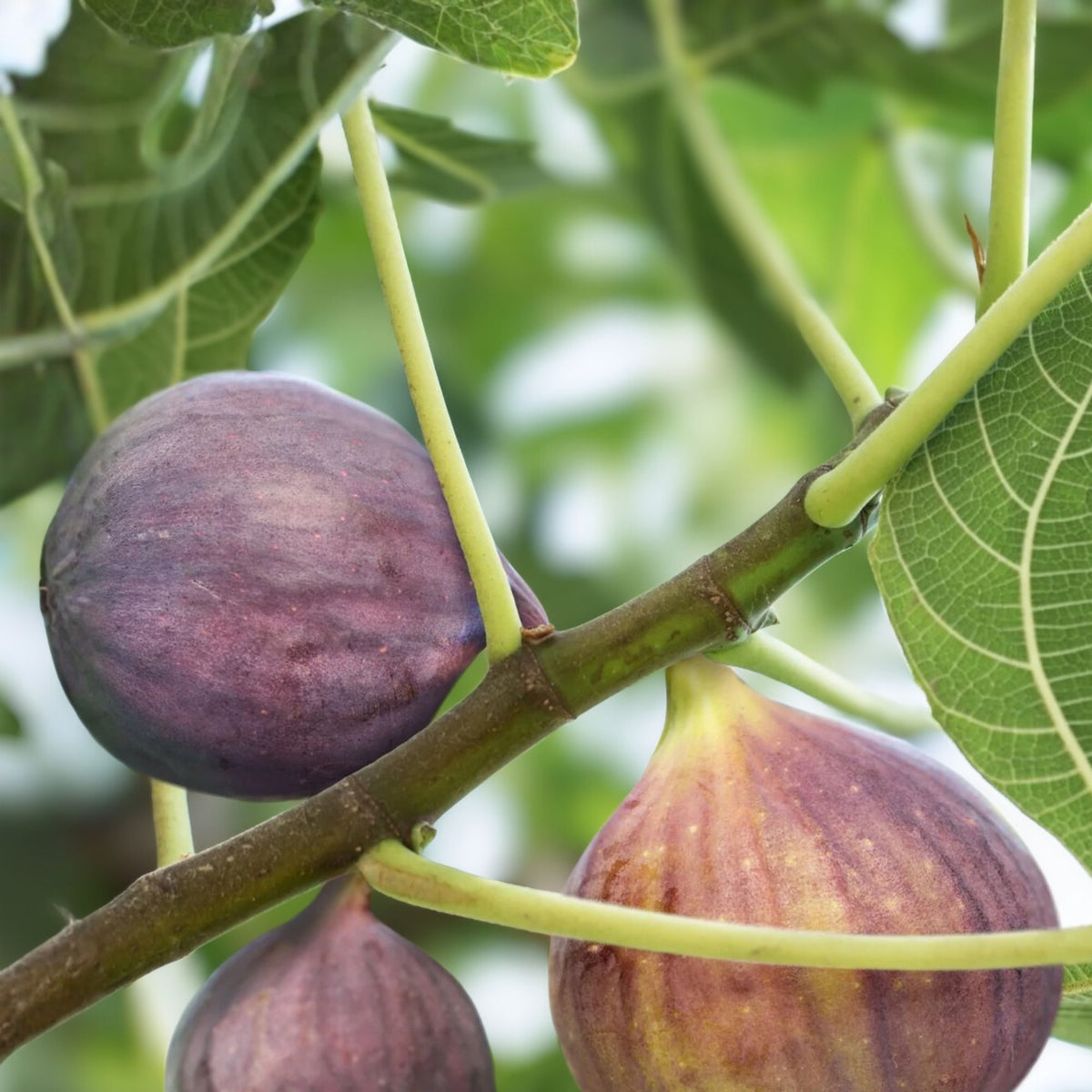 Olympian Fig Tree Plant - 3-8 Inches - Ficus carica - Live Starter Plant - Sweet Purple Fruit, Self-Pollinating