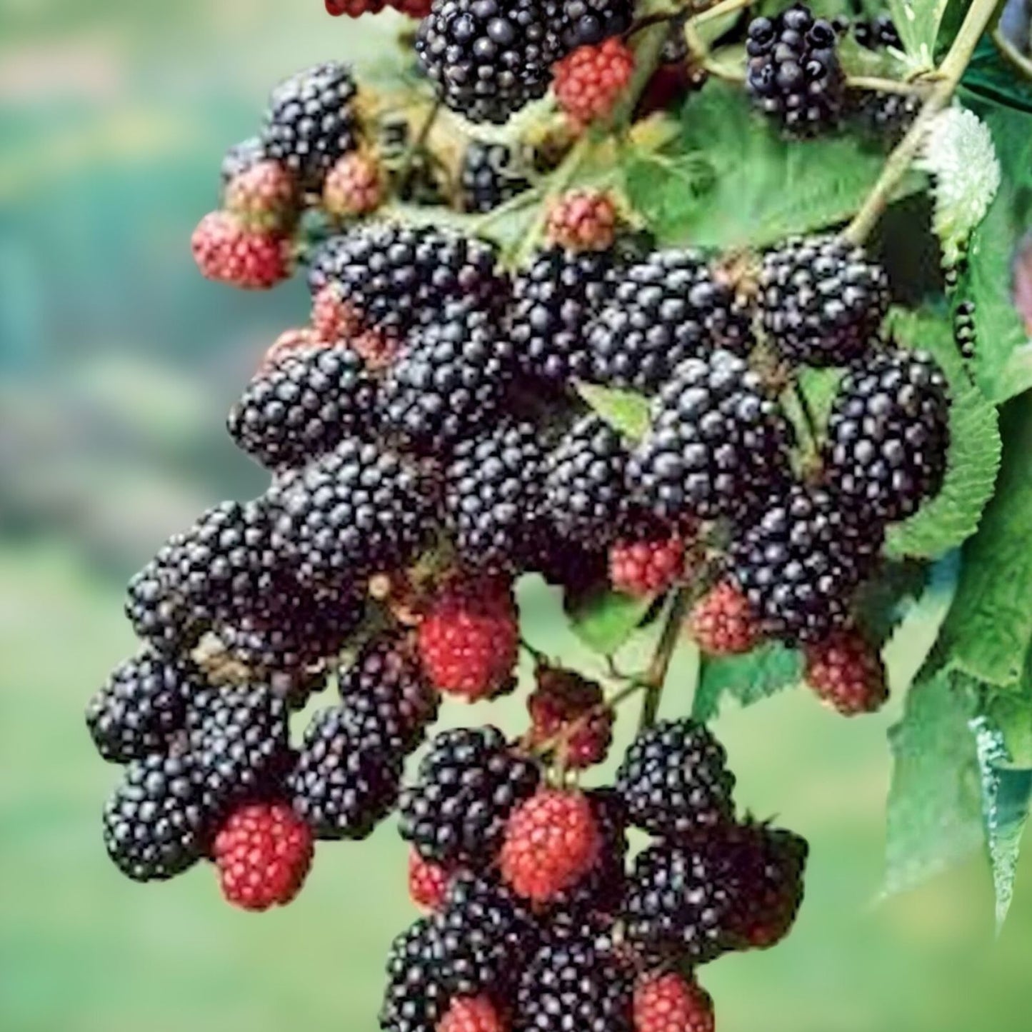 Bare Root Blackberry Plant, Prime-Ark 45 Variety, Edible Fruit Shrub, Rubus, High Antioxidant Content