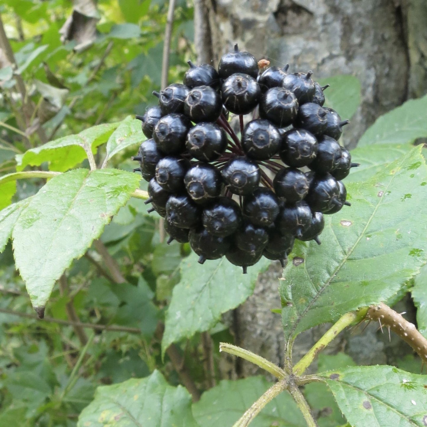 10 Siberian Ginseng Seeds Eleutherococcus senticosus Herbal Supplement for Energy Immunity Live Plant Cutting