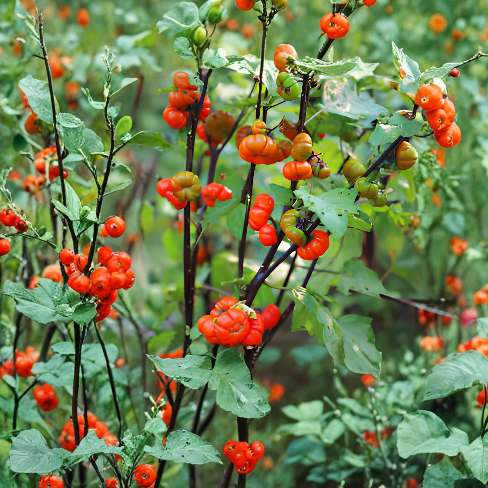Pumpkin on a Stick Eggplant Seeds 10 Pack Ornamental Solanum melongena Live Plant Cutting Bare Root Starter Plant
