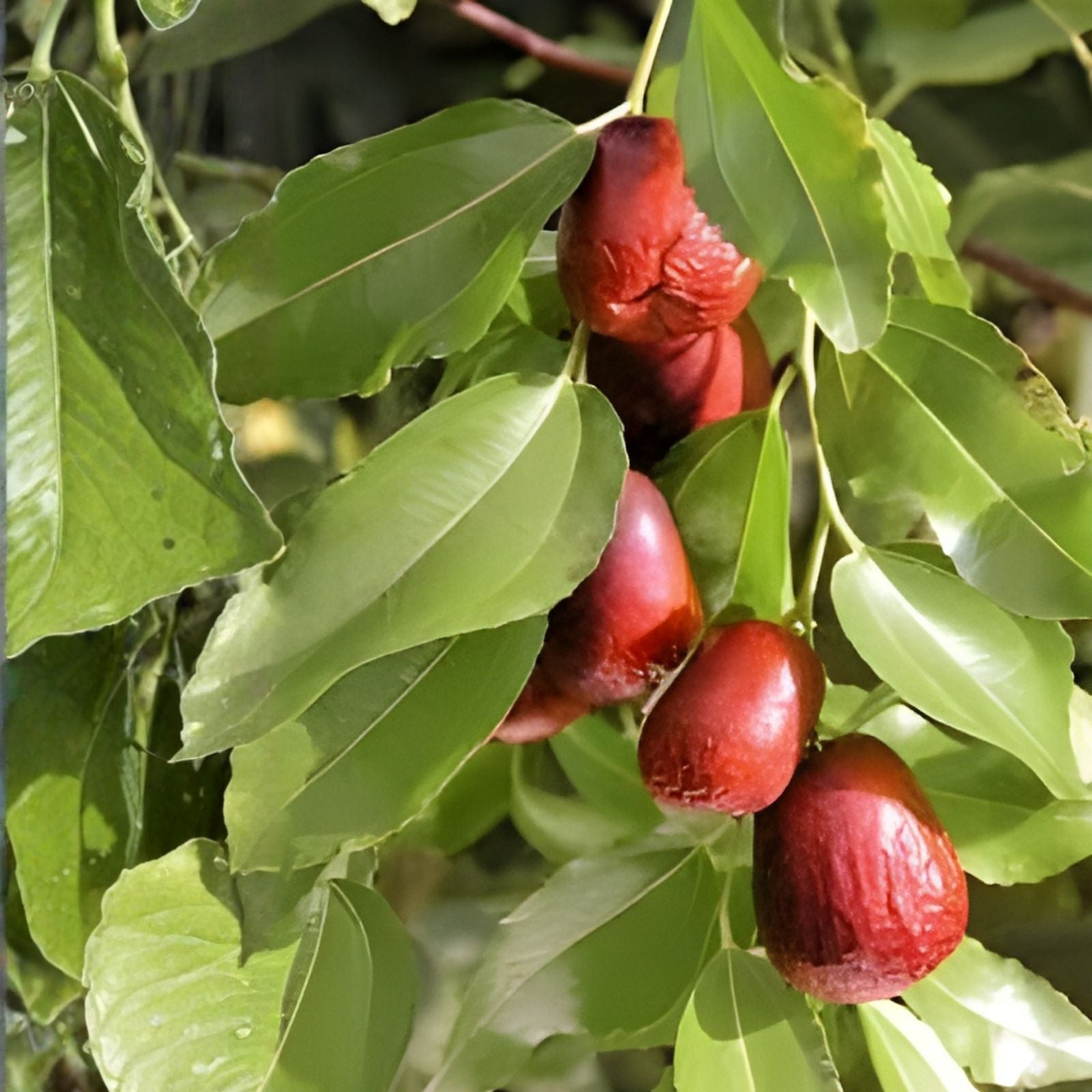 Chinese Date Tree Seeds – 6 Seeds – Jujube, Tsao Zizi, Ziziphus jujuba, Fruit Tree Seeds for Planting