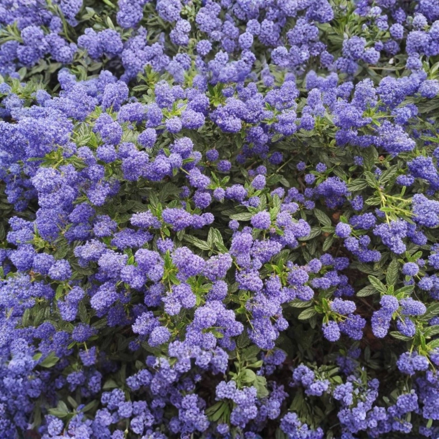 Lilac Cuttings 6 Inches Long Fragrant Syringa vulgaris 5 Pack for Gardening and Planting