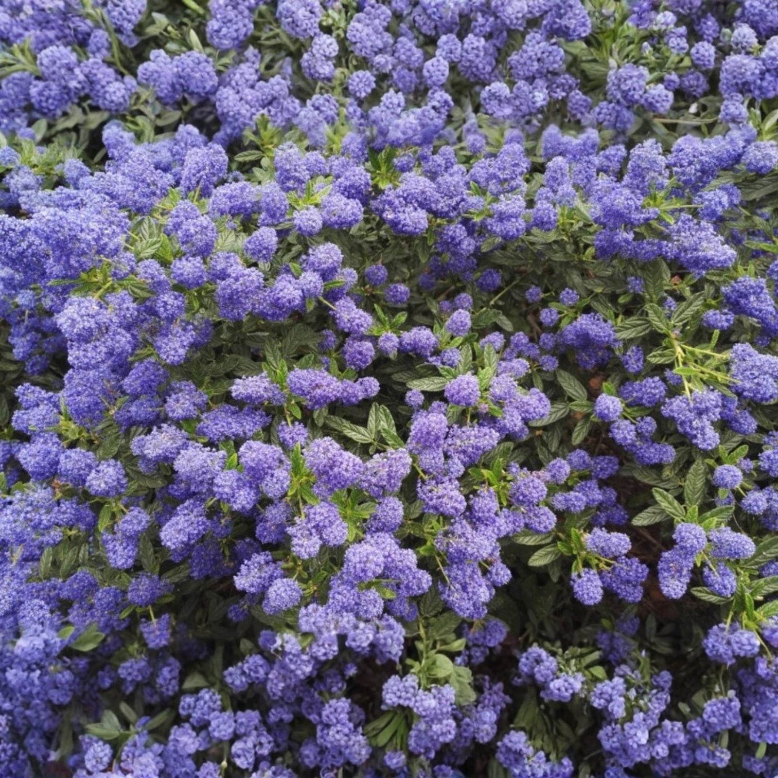 Lilac Cuttings 6 Inches Long Fragrant Syringa vulgaris 5 Pack for Gardening and Planting